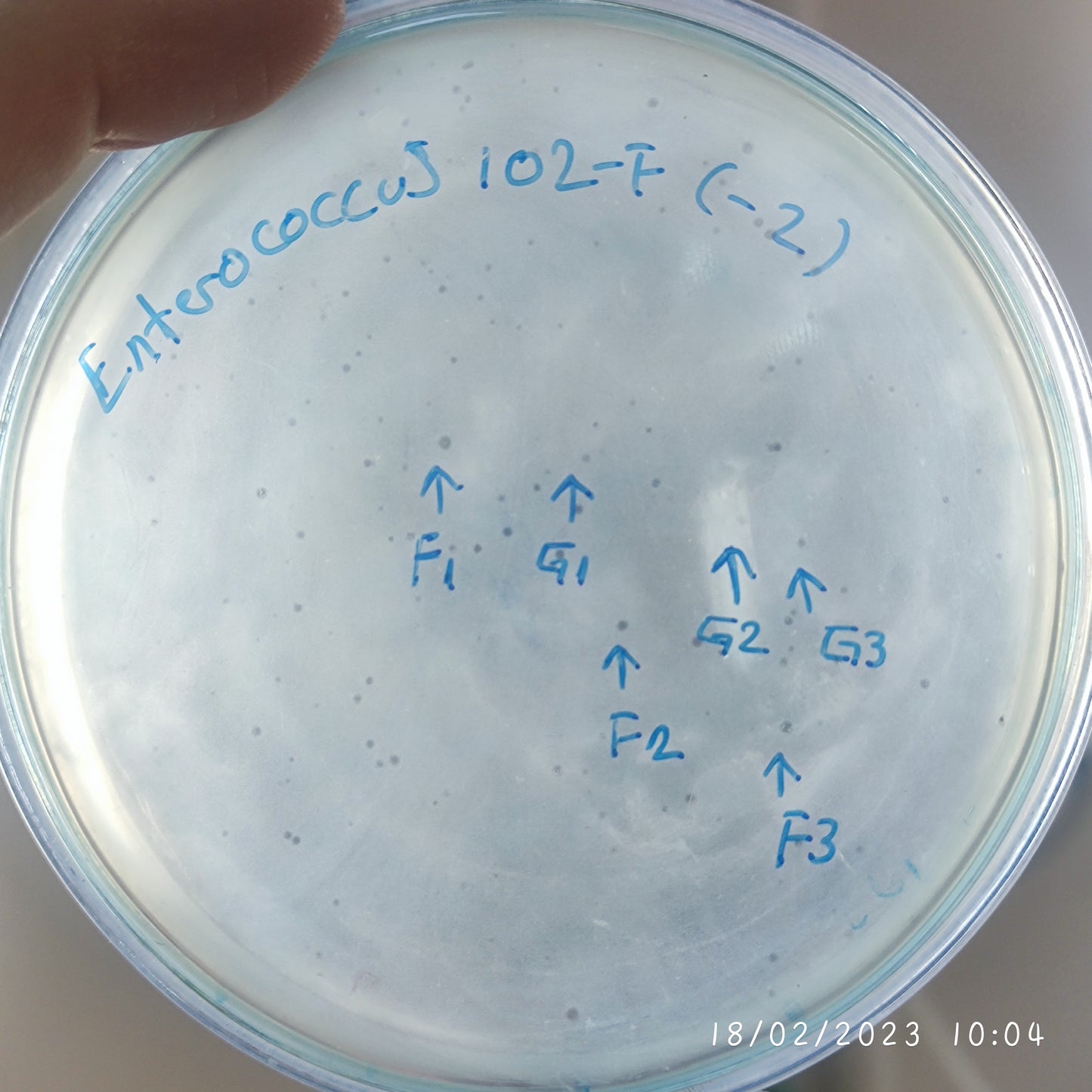 Enterococcus faecium bacteriophage 110102G