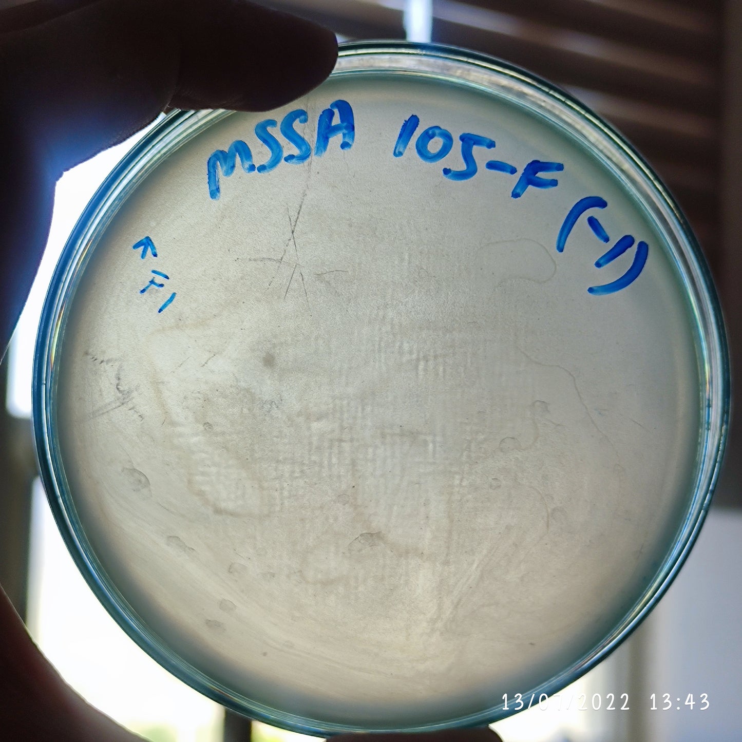 Staphylococcus aureus bacteriophage 152105F