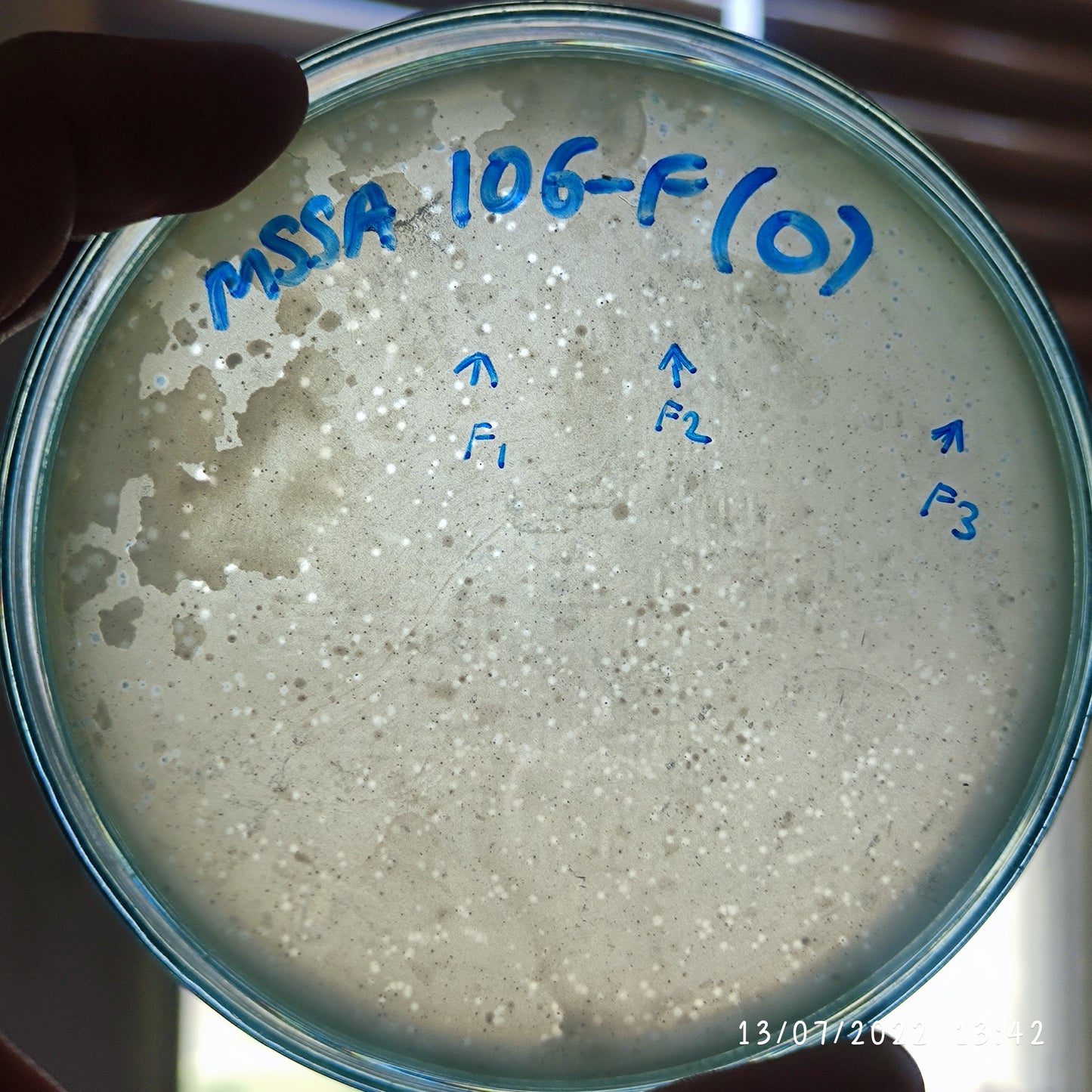 Staphylococcus aureus bacteriophage 152106F