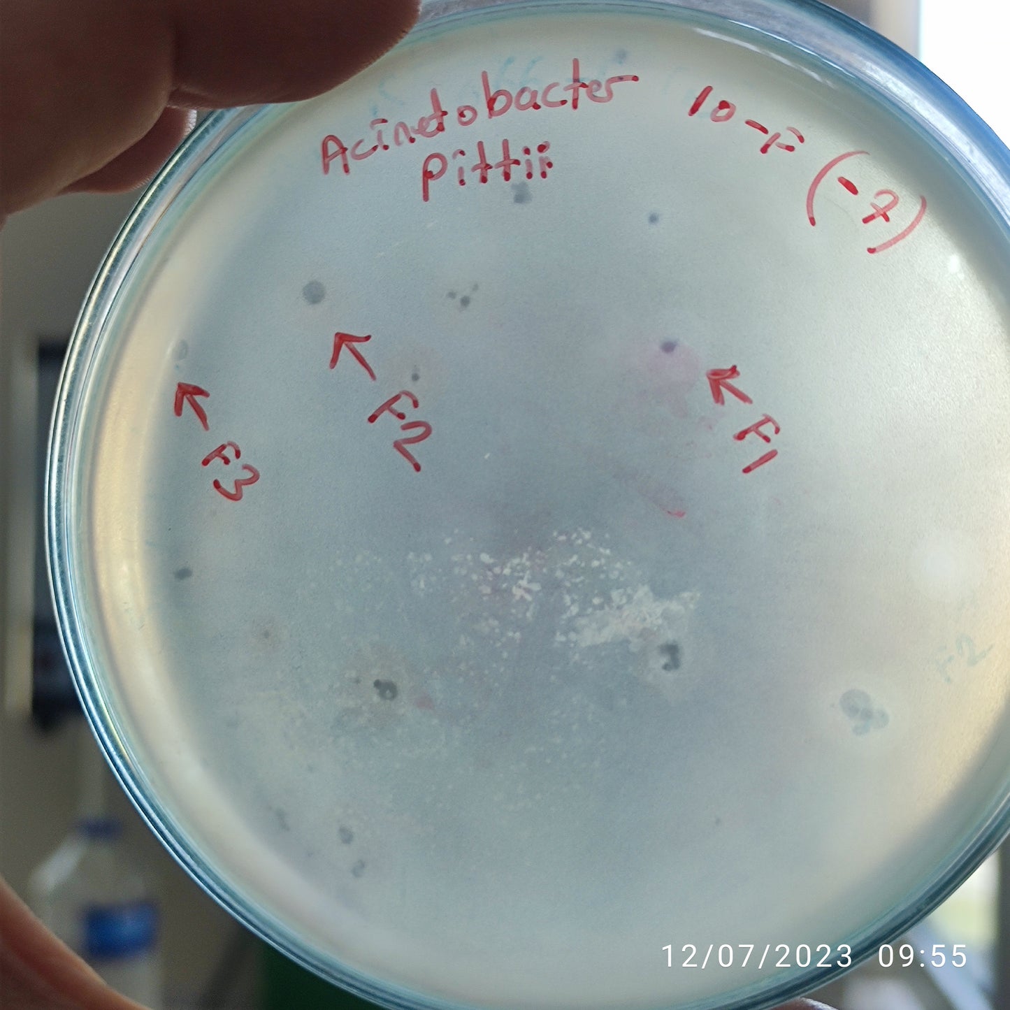 Acinetobacter pittii bacteriophage 128010F