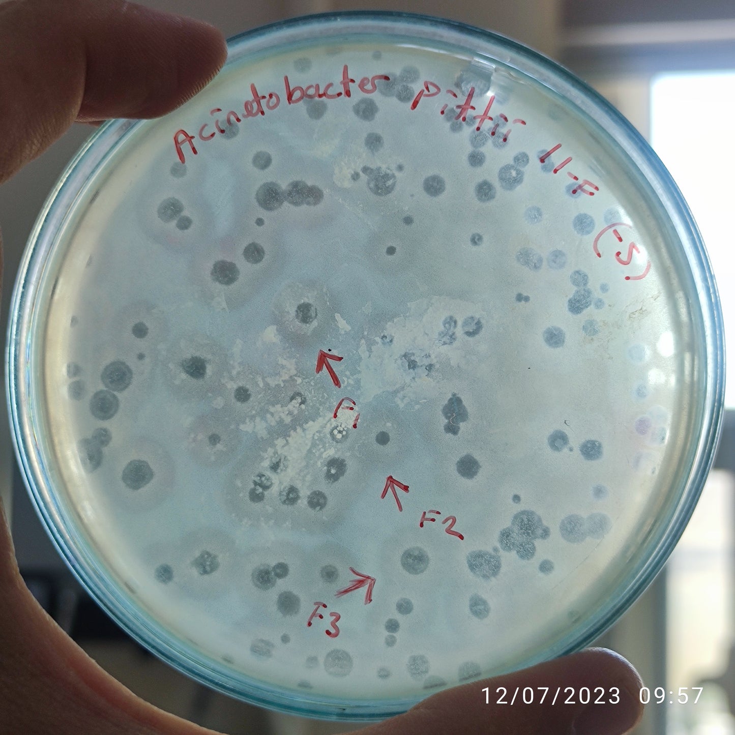 Acinetobacter pittii bacteriophage 128011F