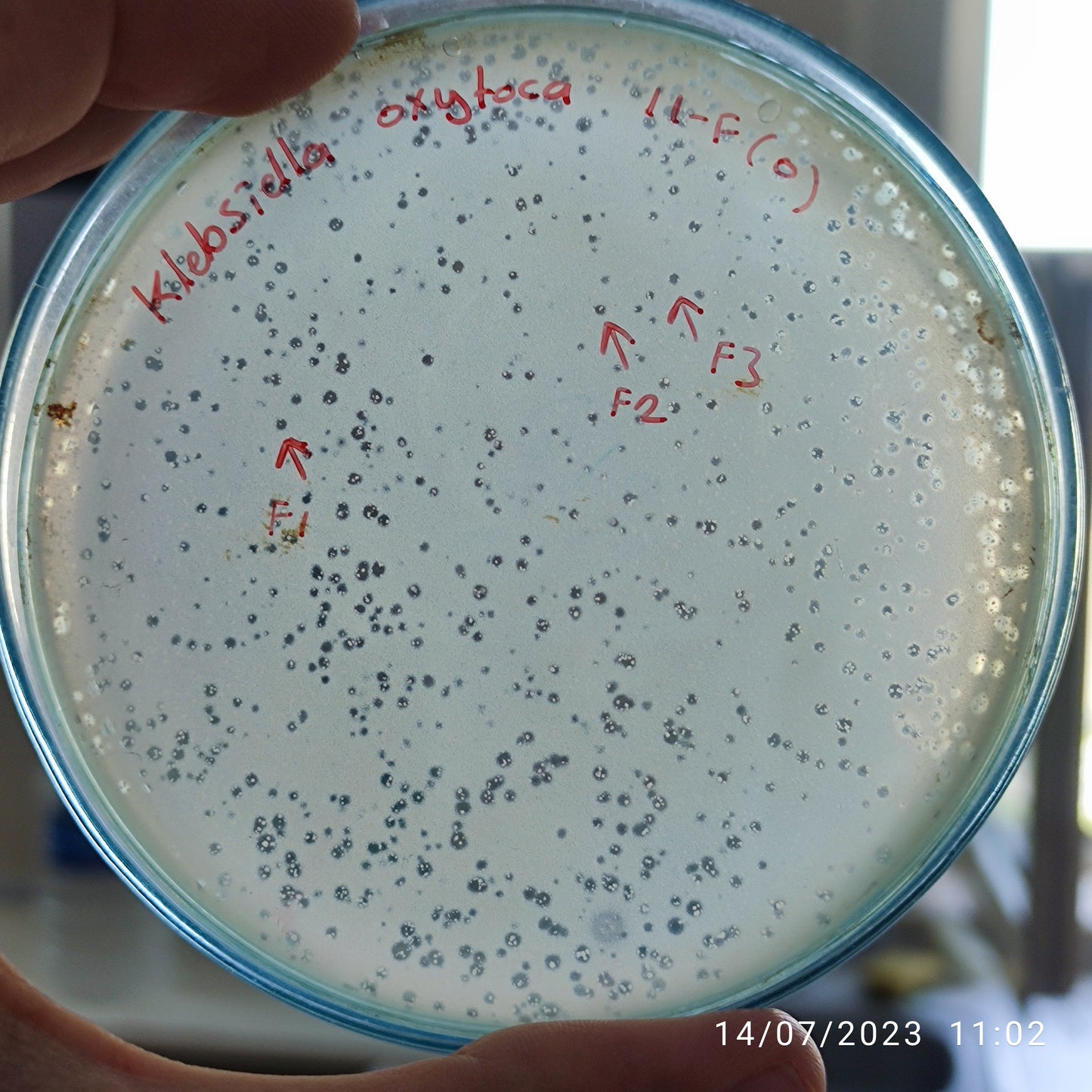 Klebsiella oxytoca bacteriophage 188011F