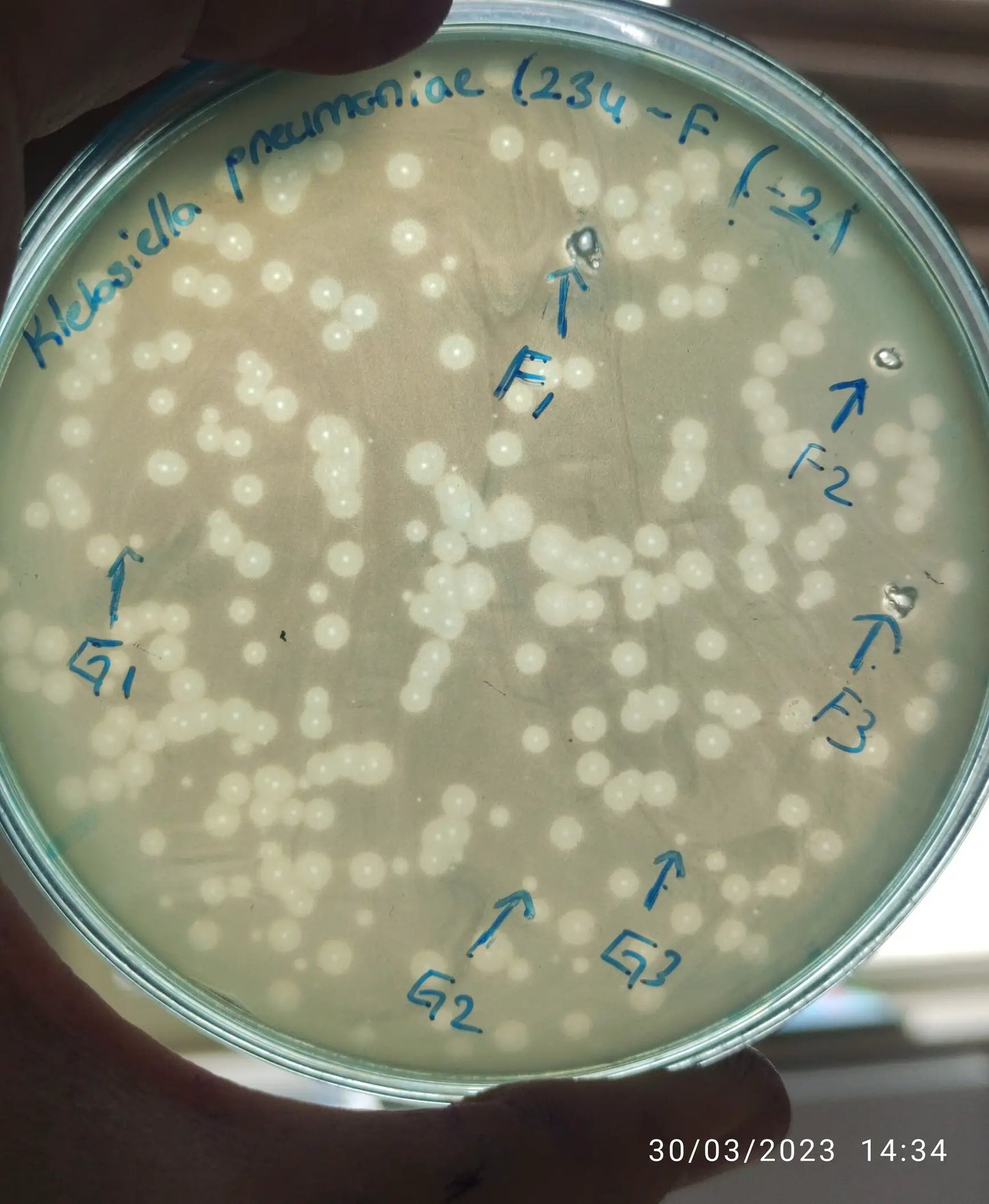 Klebsiella pneumoniae bacteriophage 181234G