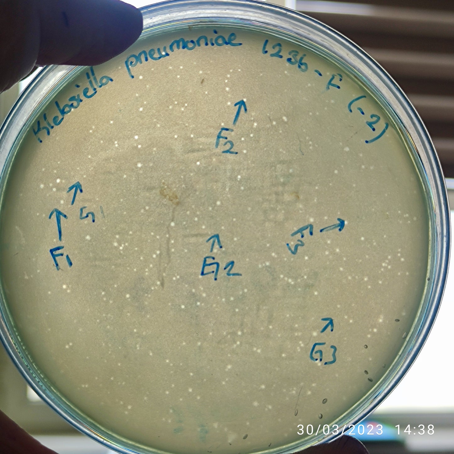 Klebsiella pneumoniae bacteriophage 181236F