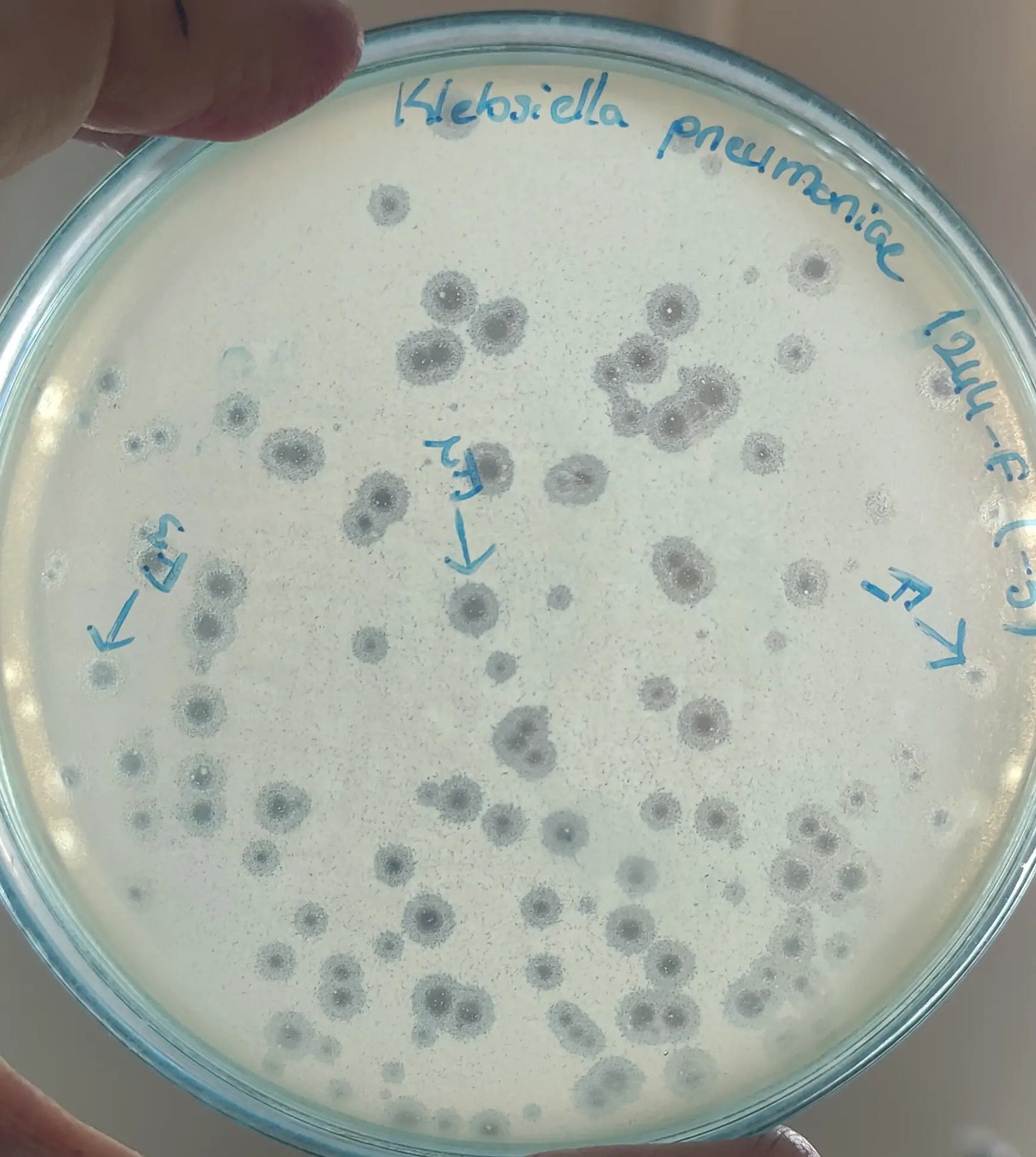 Klebsiella pneumoniae bacteriophage 181244F