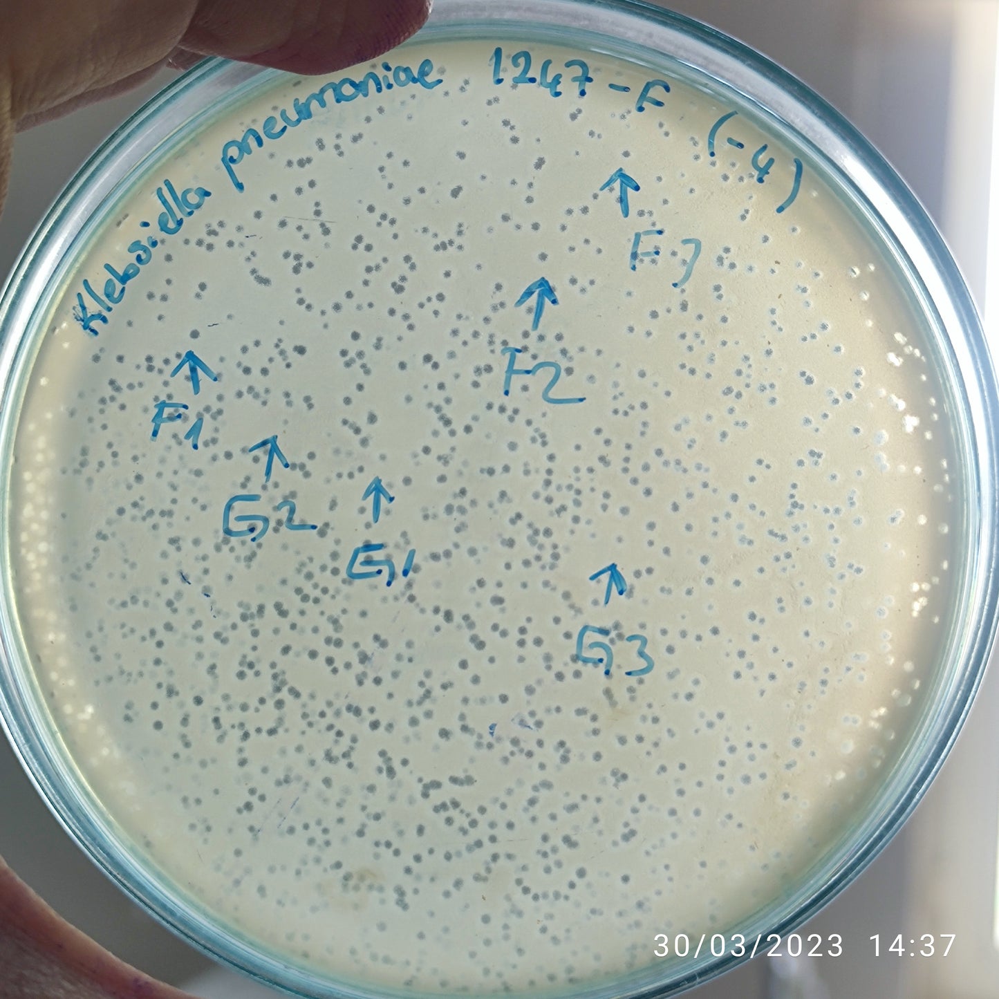 Klebsiella pneumoniae bacteriophage 181247G