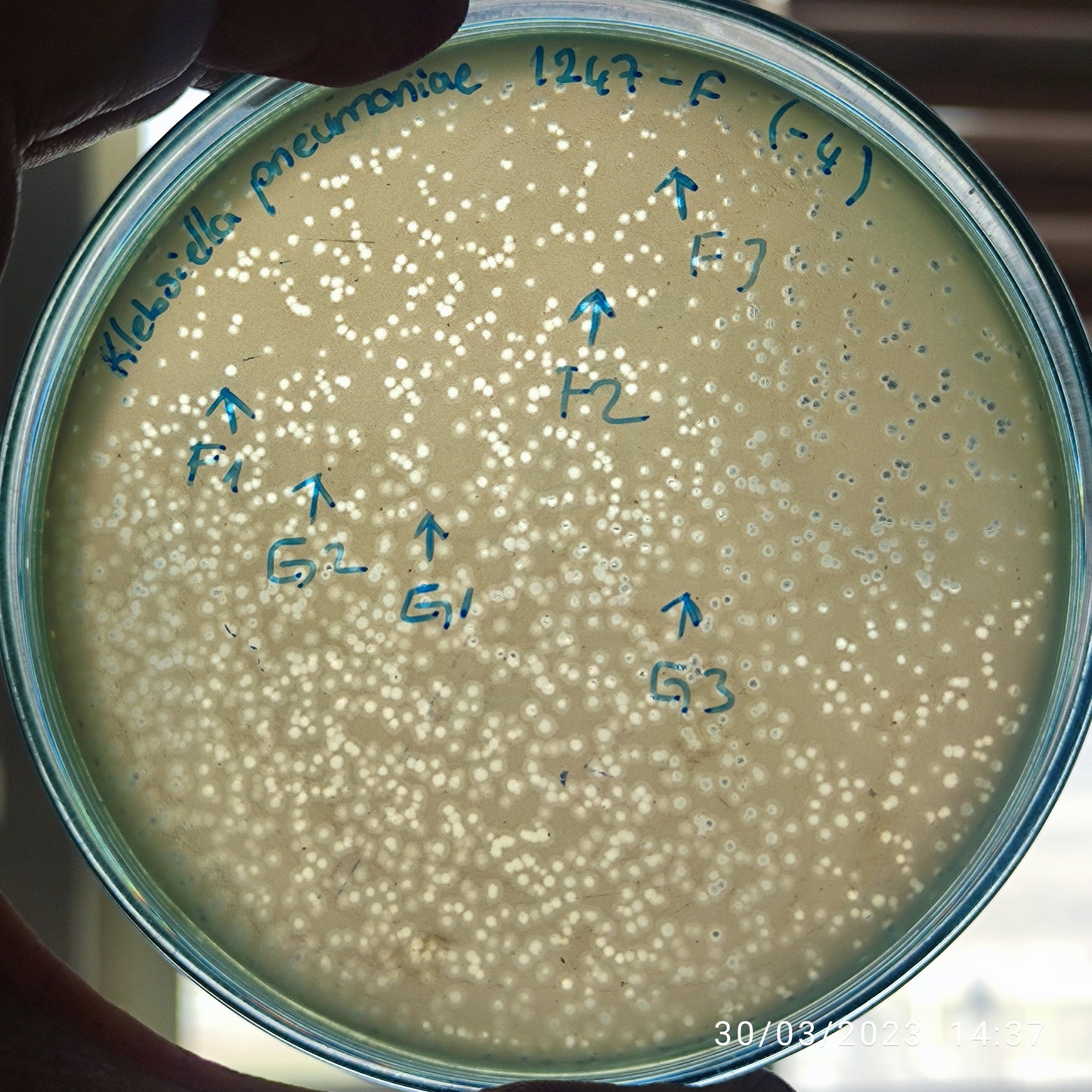 Klebsiella pneumoniae bacteriophage 181247G