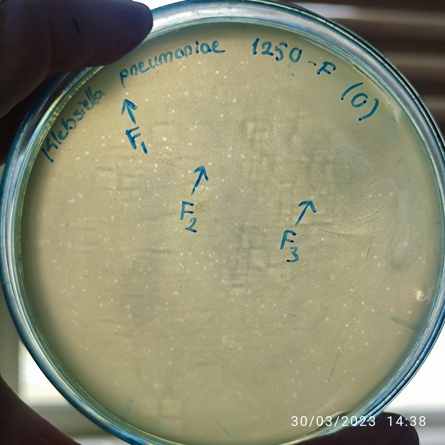 Klebsiella pneumoniae bacteriophage 181250F