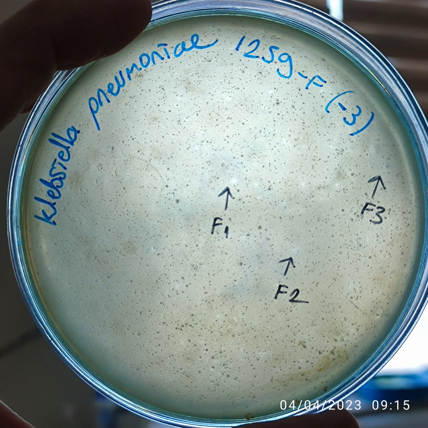 Klebsiella pneumoniae bacteriophage 181259F