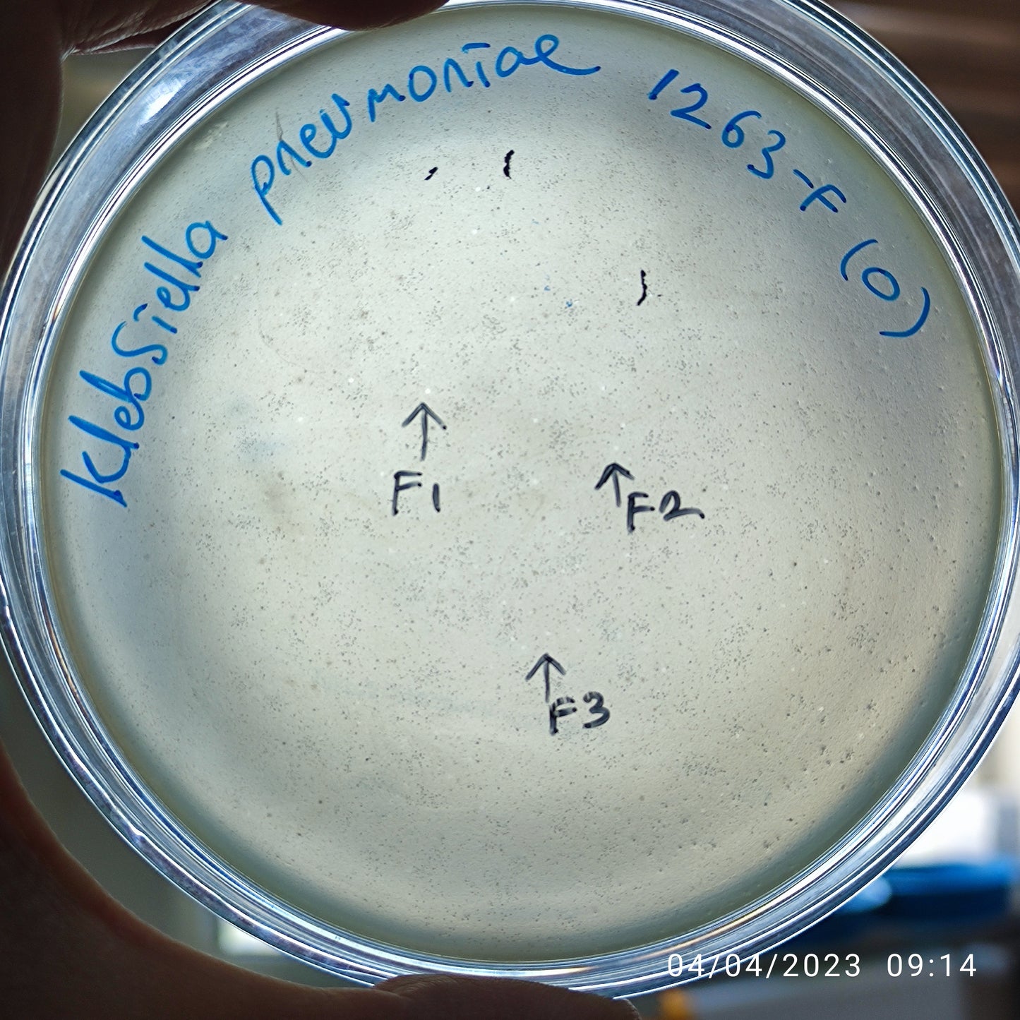 Klebsiella pneumoniae bacteriophage 181263F