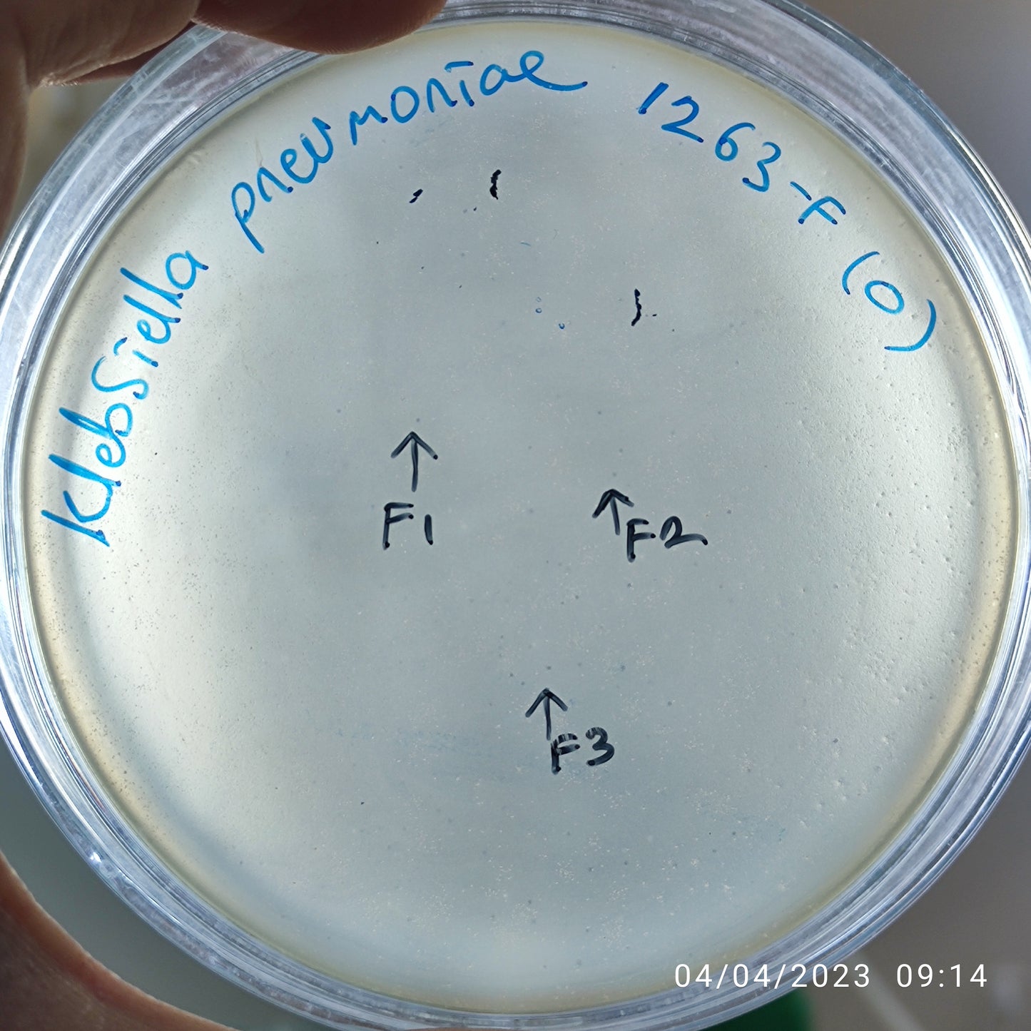 Klebsiella pneumoniae bacteriophage 181263F