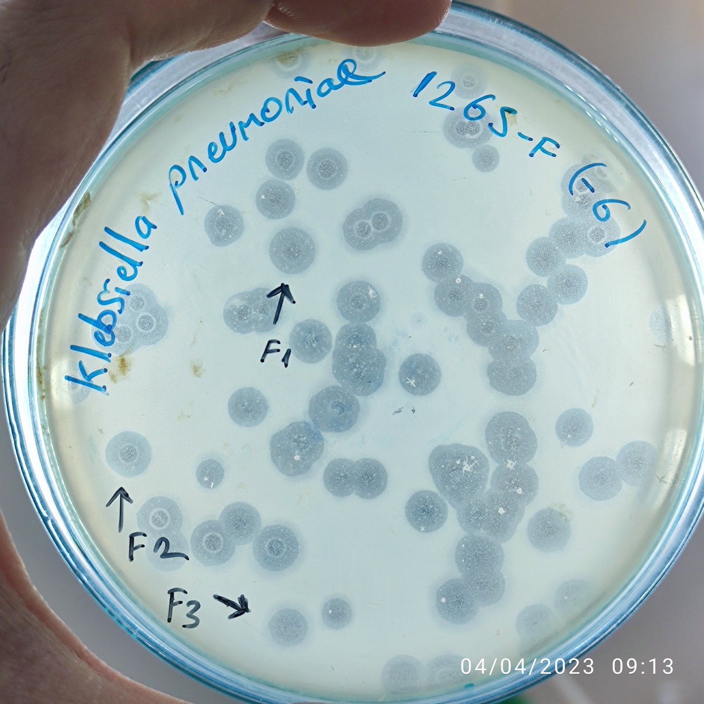 Klebsiella pneumoniae bacteriophage 181265F