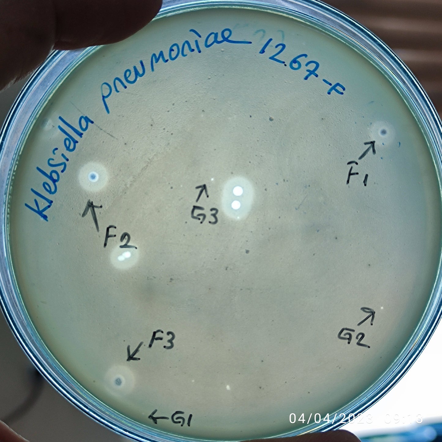 Klebsiella pneumoniae bacteriophage 181267F