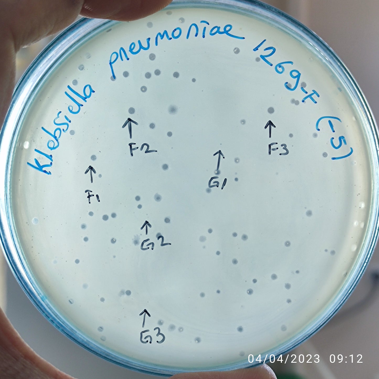 Klebsiella pneumoniae bacteriophage 181269G
