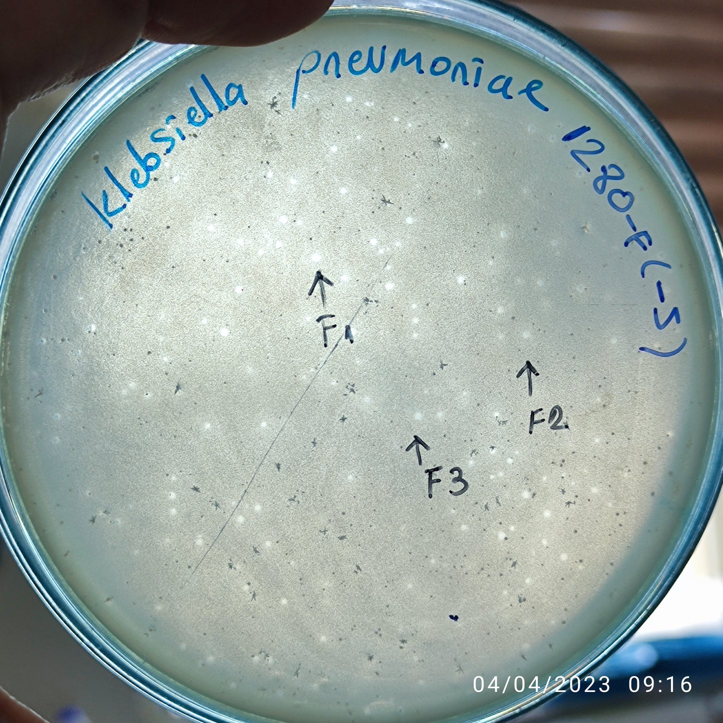Klebsiella pneumoniae bacteriophage 181280F