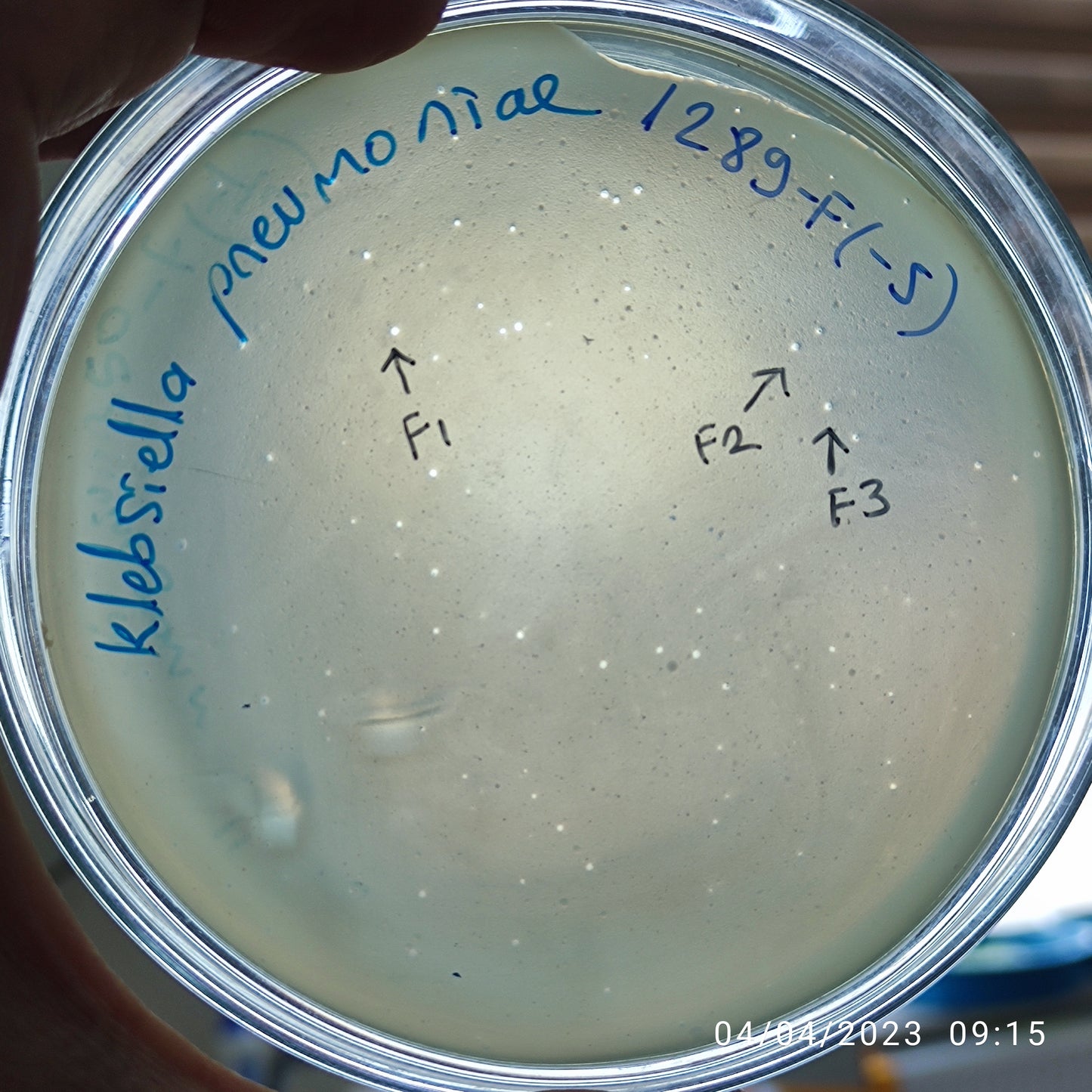 Klebsiella pneumoniae bacteriophage 181289F