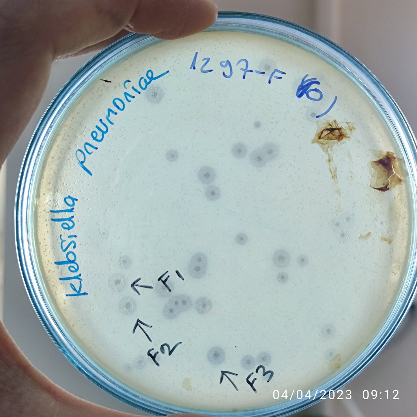 Klebsiella pneumoniae bacteriophage 181297F