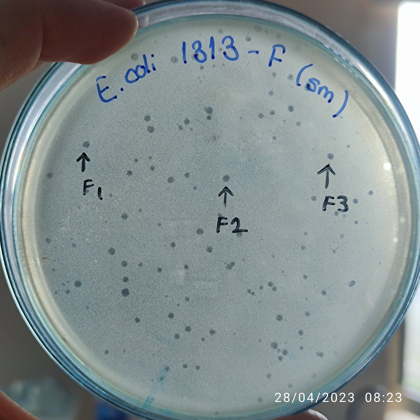 Escherichia coli bacteriophage 101313F