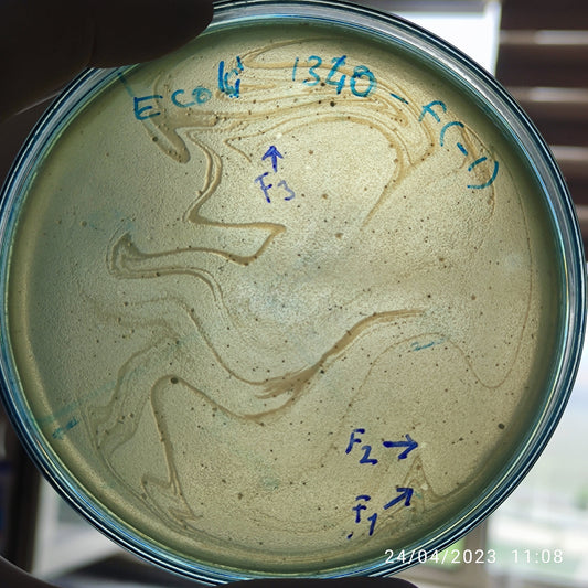 Escherichia coli bacteriophage 101340F