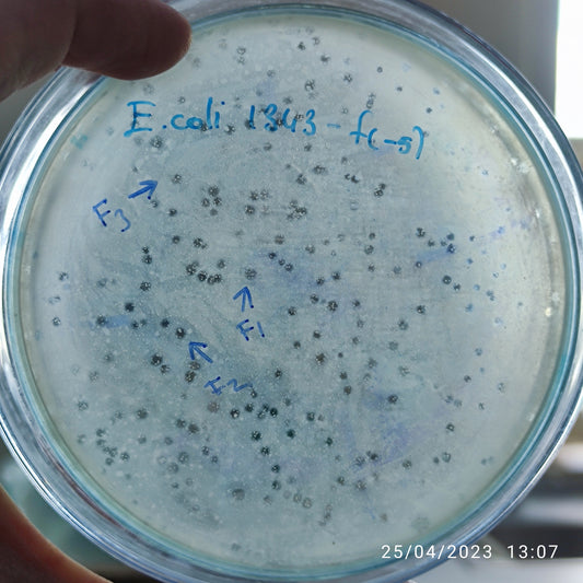 Escherichia coli bacteriophage 101043F