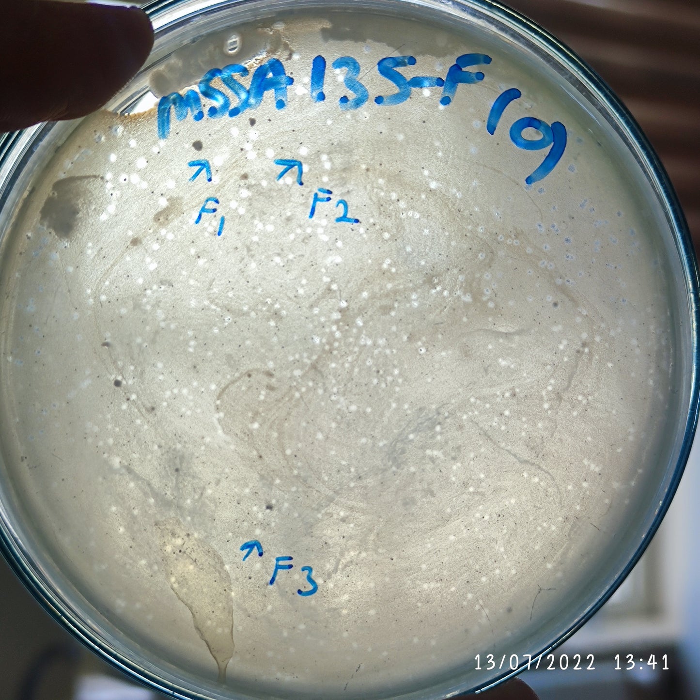 Staphylococcus aureus bacteriophage 152135F