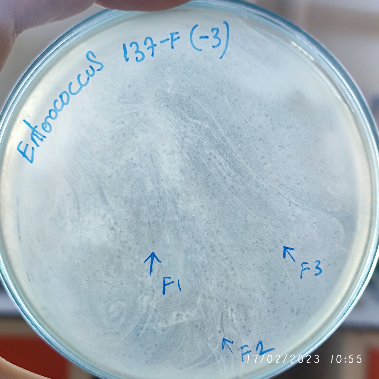 Enterococcus faecium bacteriophage 110137F