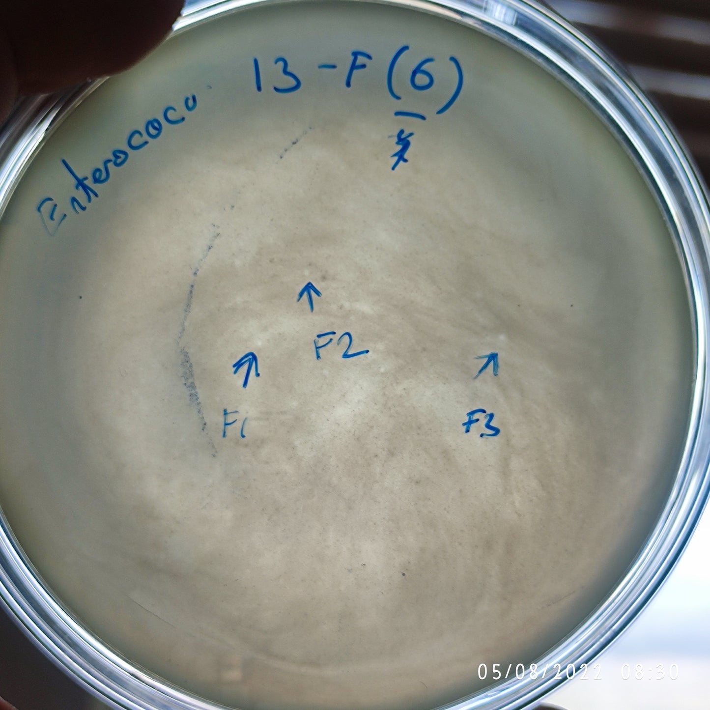 Enterococcus faecium bacteriophage 110013F