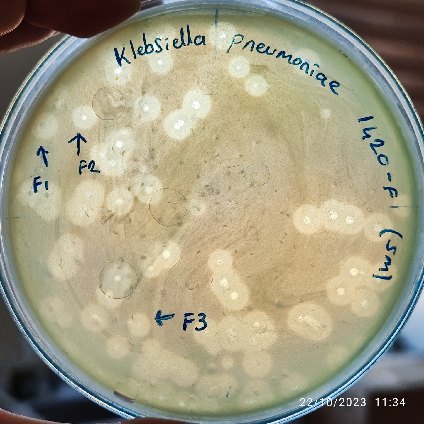 Klebsiella pneumoniae bacteriophage 181420F