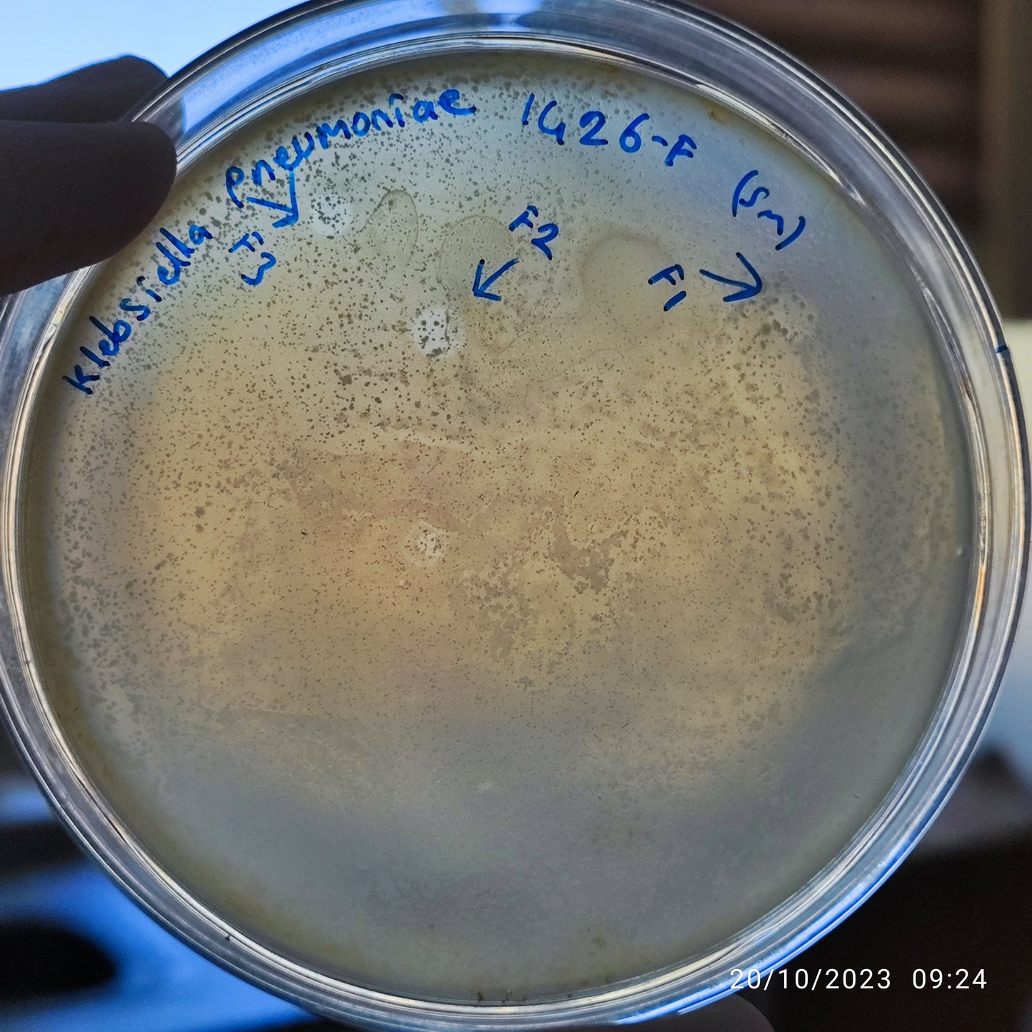 Klebsiella pneumoniae bacteriophage 181426F