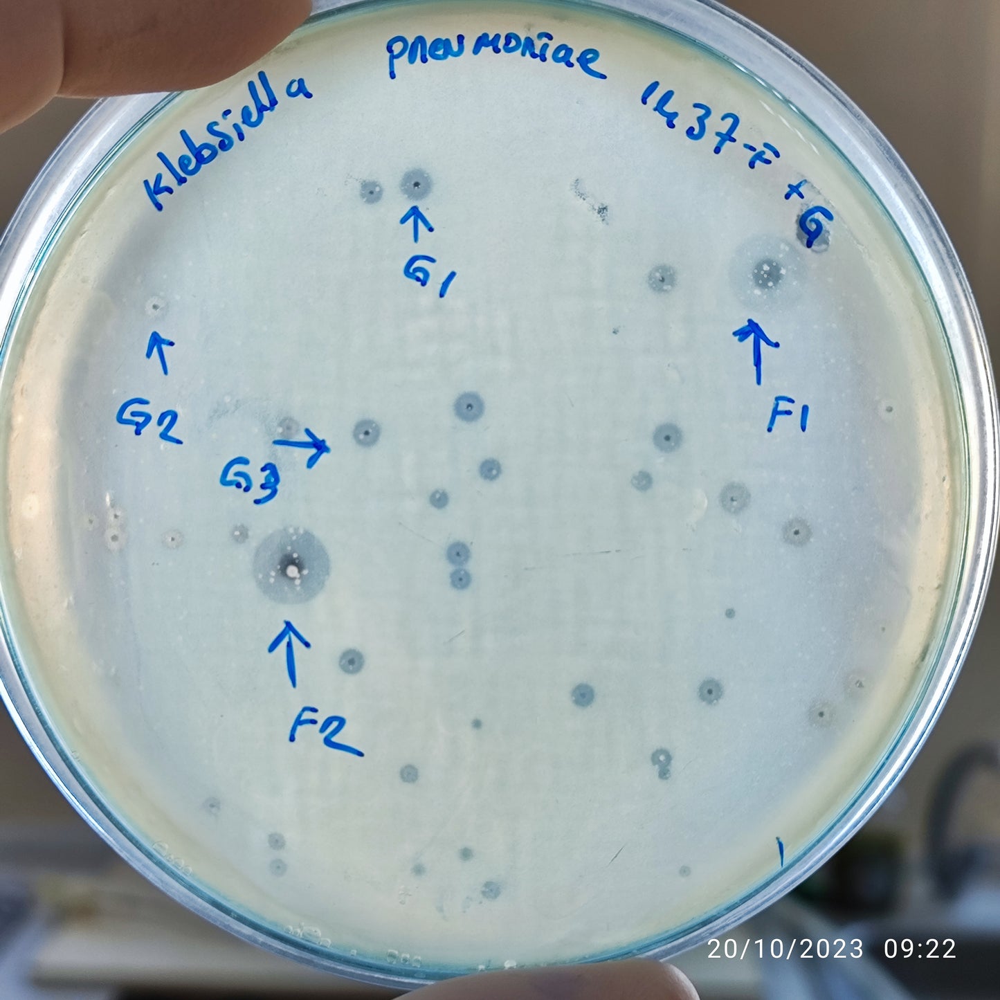 Klebsiella pneumoniae bacteriophage 181437F