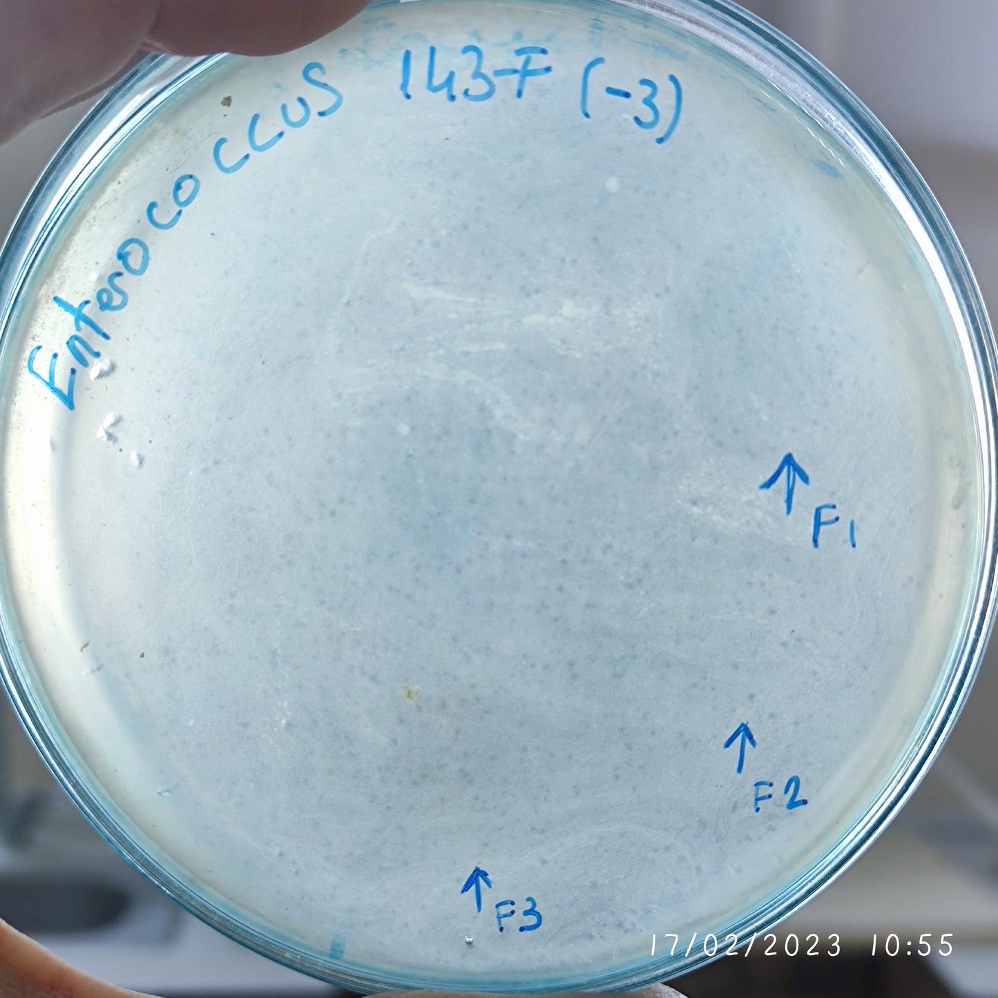 Enterococcus faecium bacteriophage 110143F