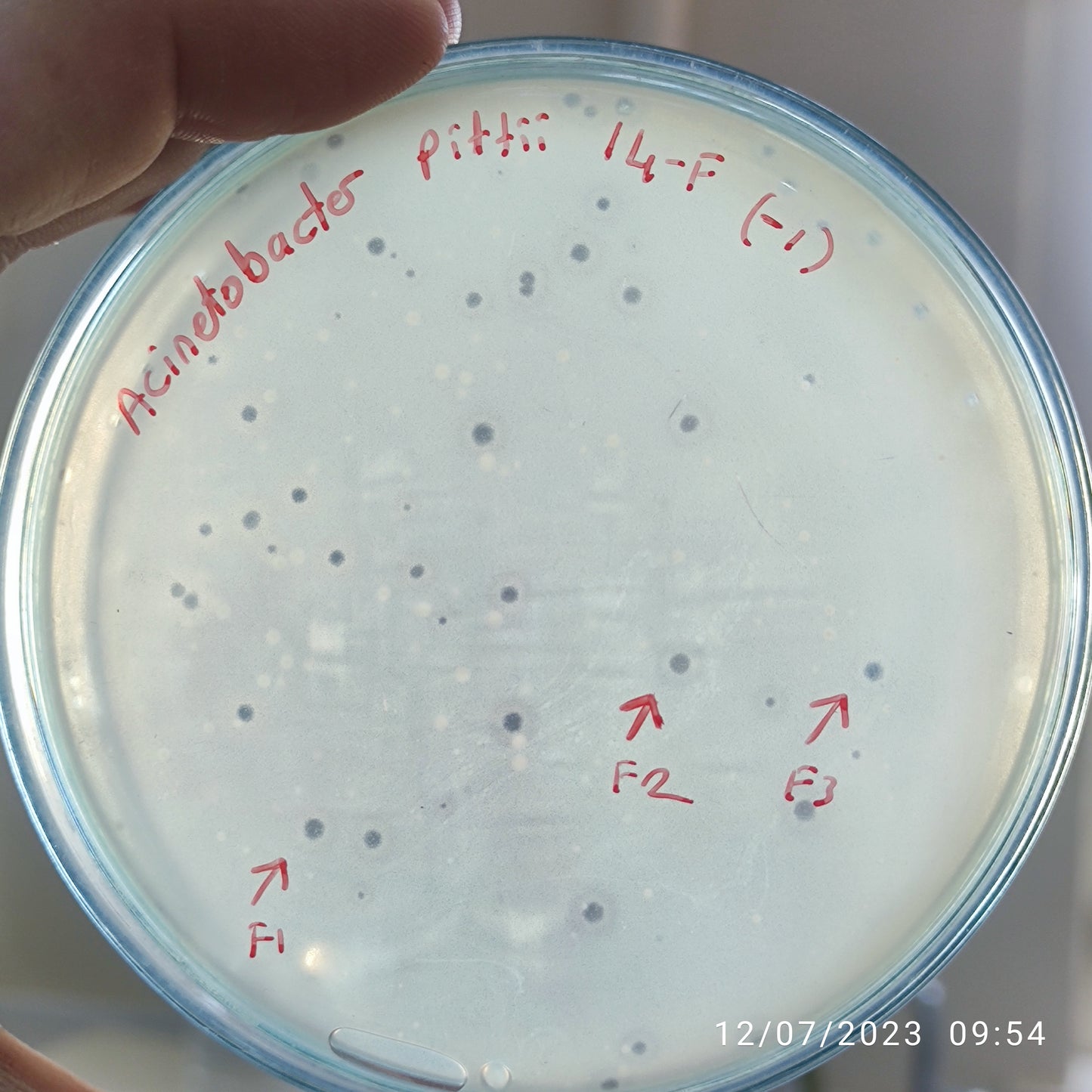 Acinetobacter pittii bacteriophage 128014F