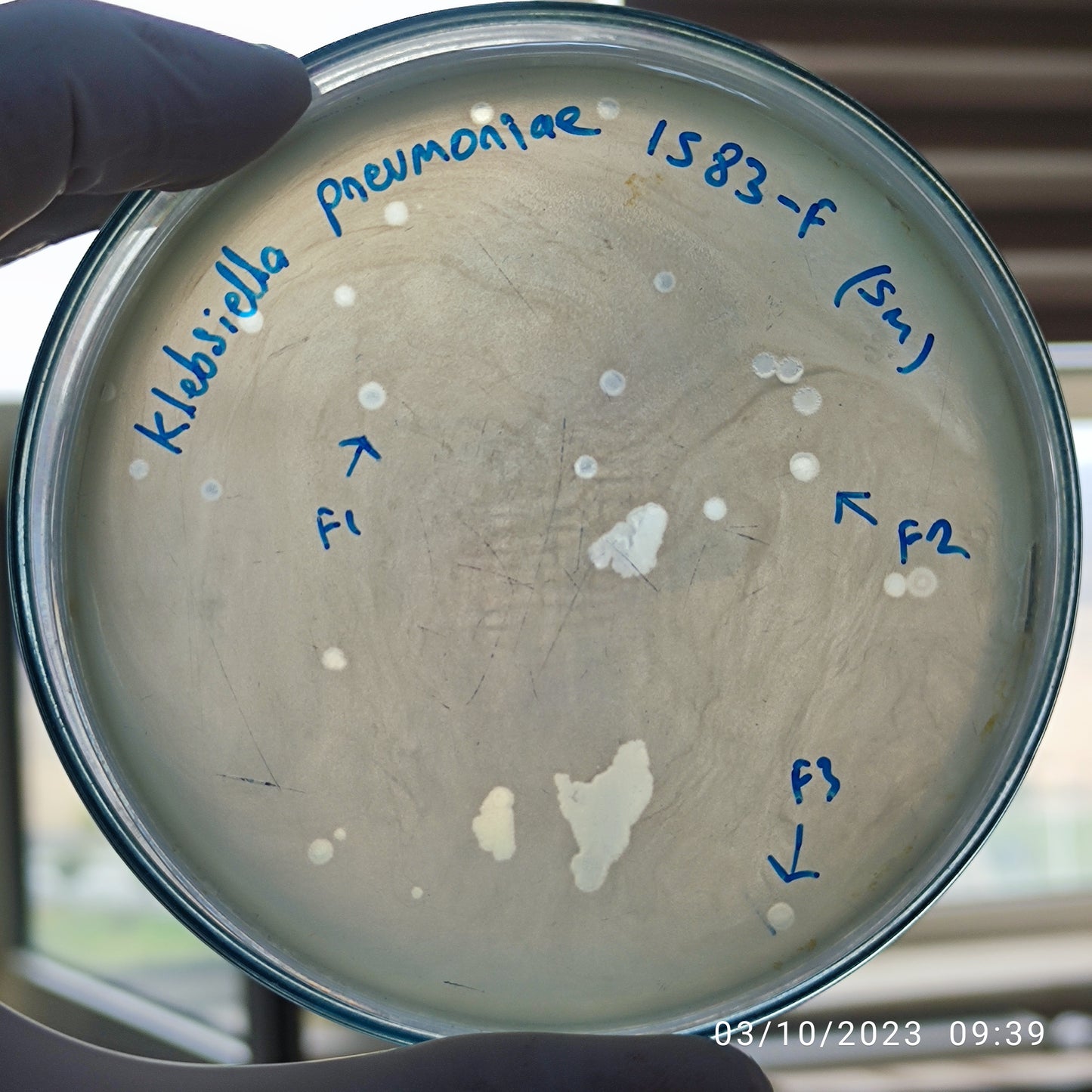 Klebsiella pneumoniae bacteriophage 181583F