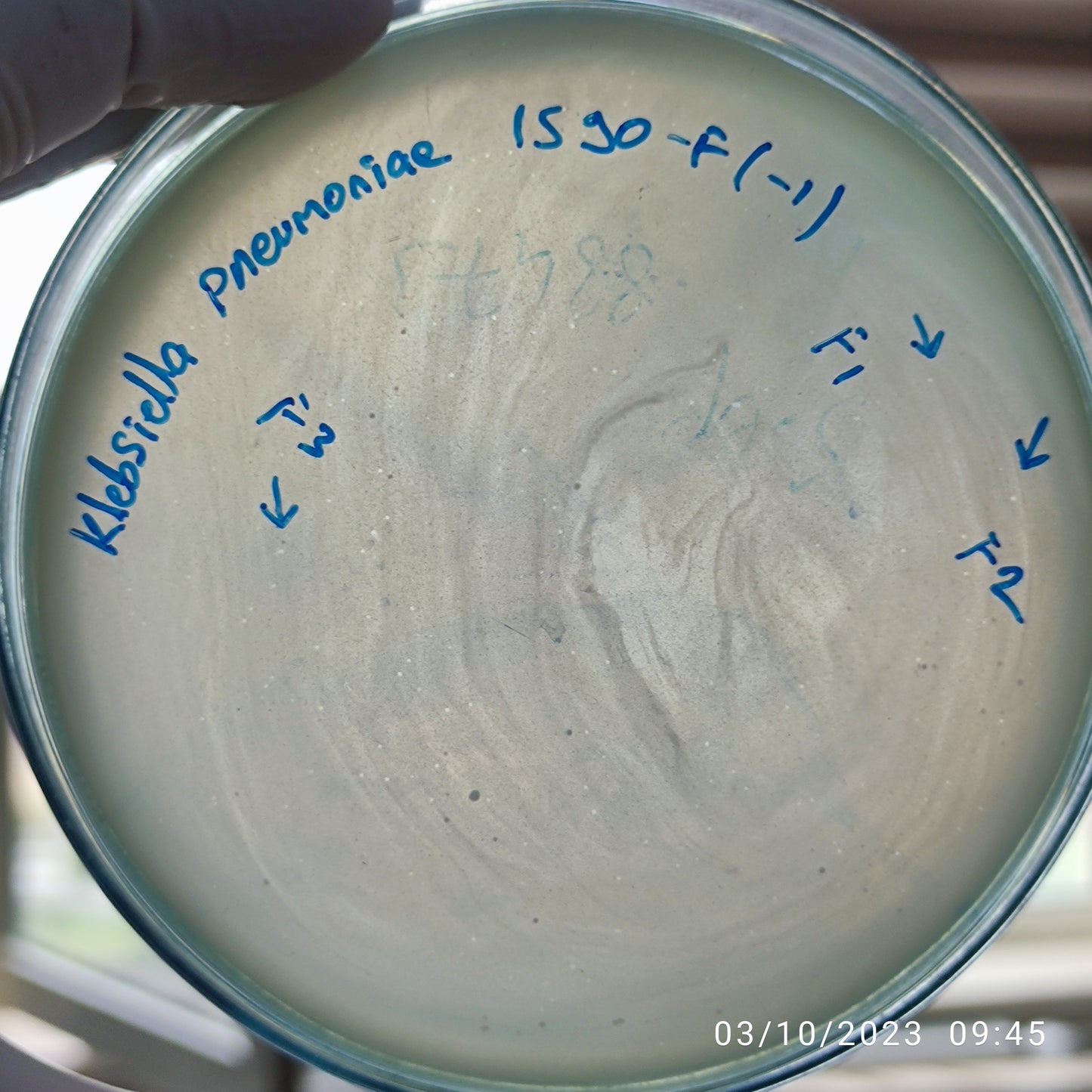 Klebsiella pneumoniae bacteriophage 181590F