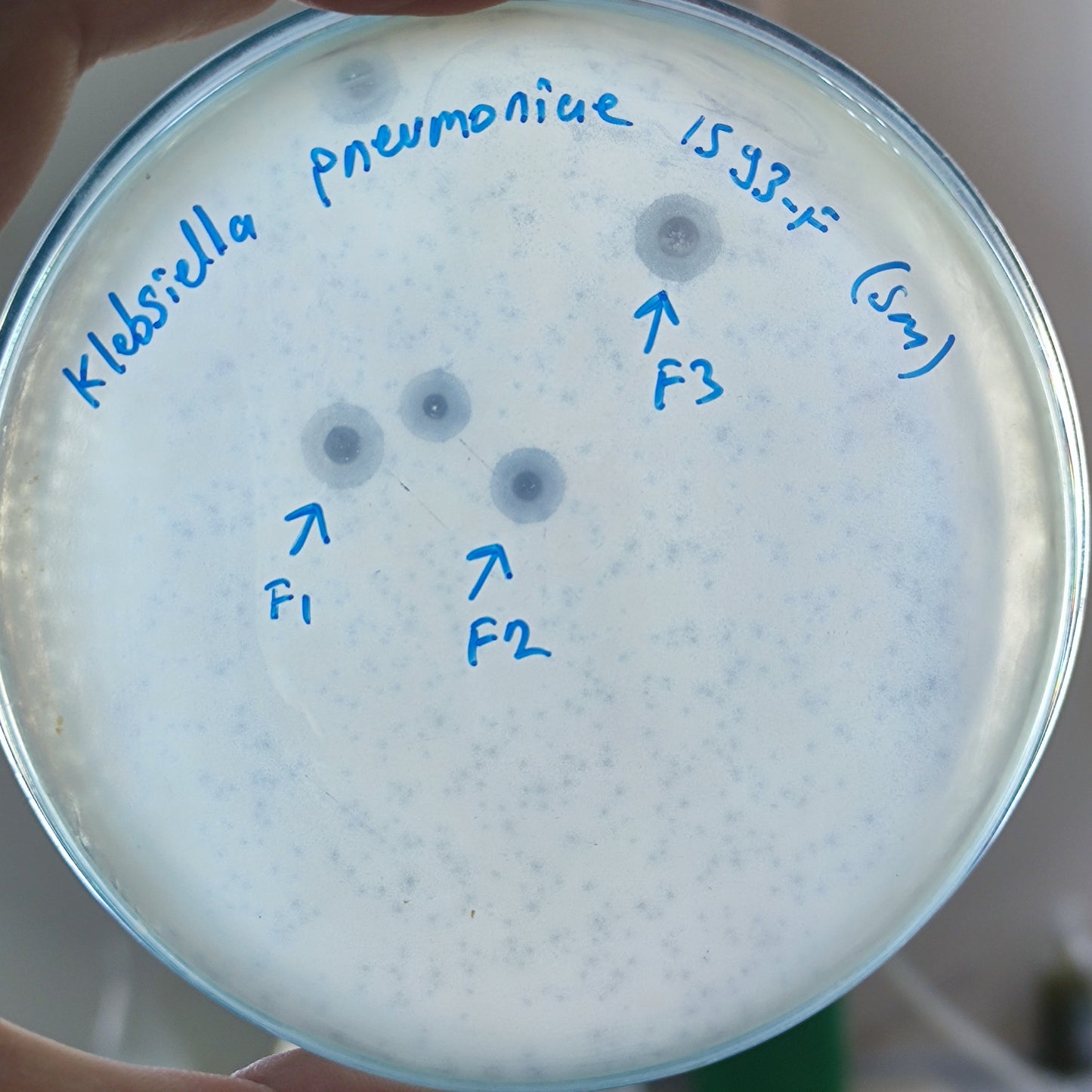 Klebsiella pneumoniae bacteriophage 181593F