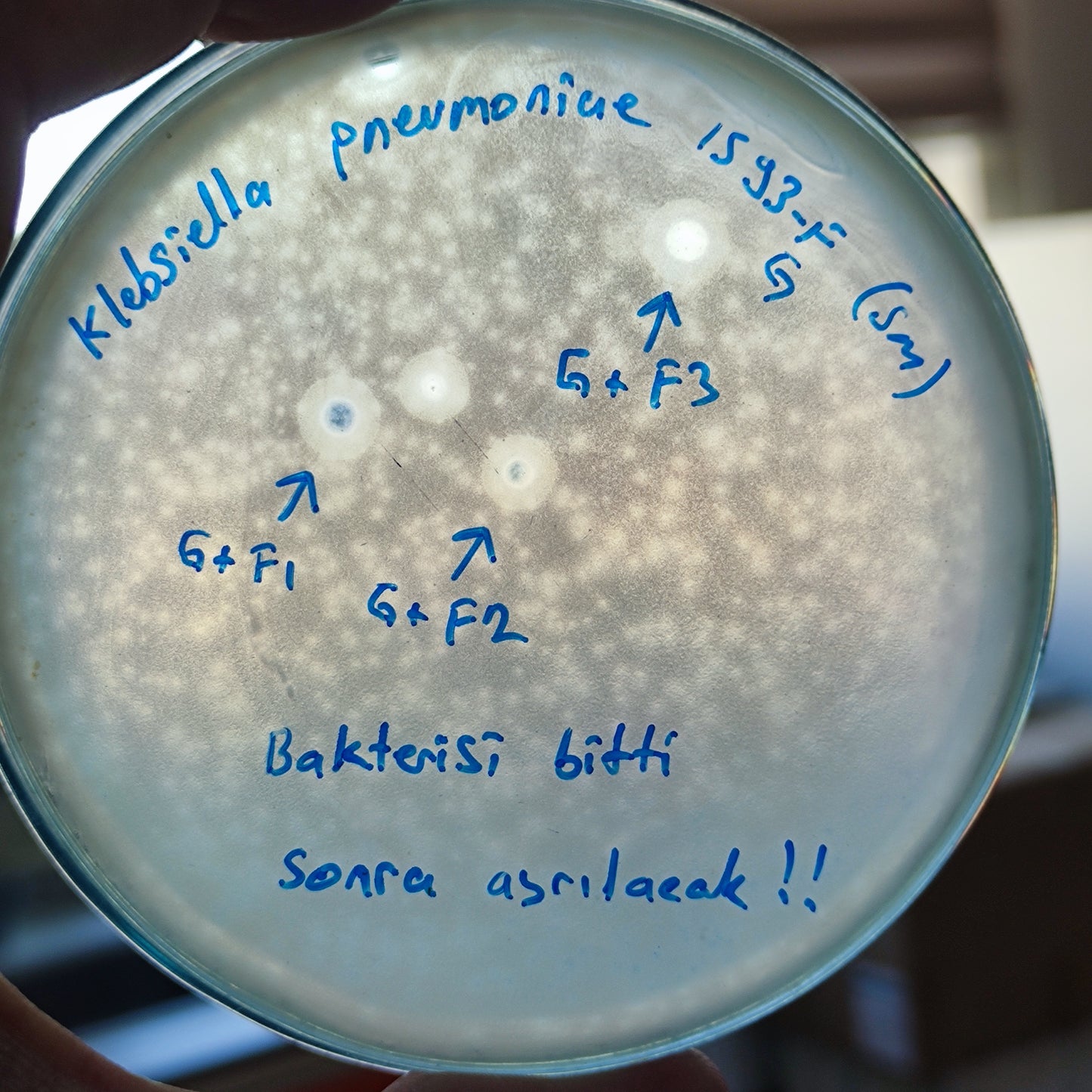 Klebsiella pneumoniae bacteriophage 181593G