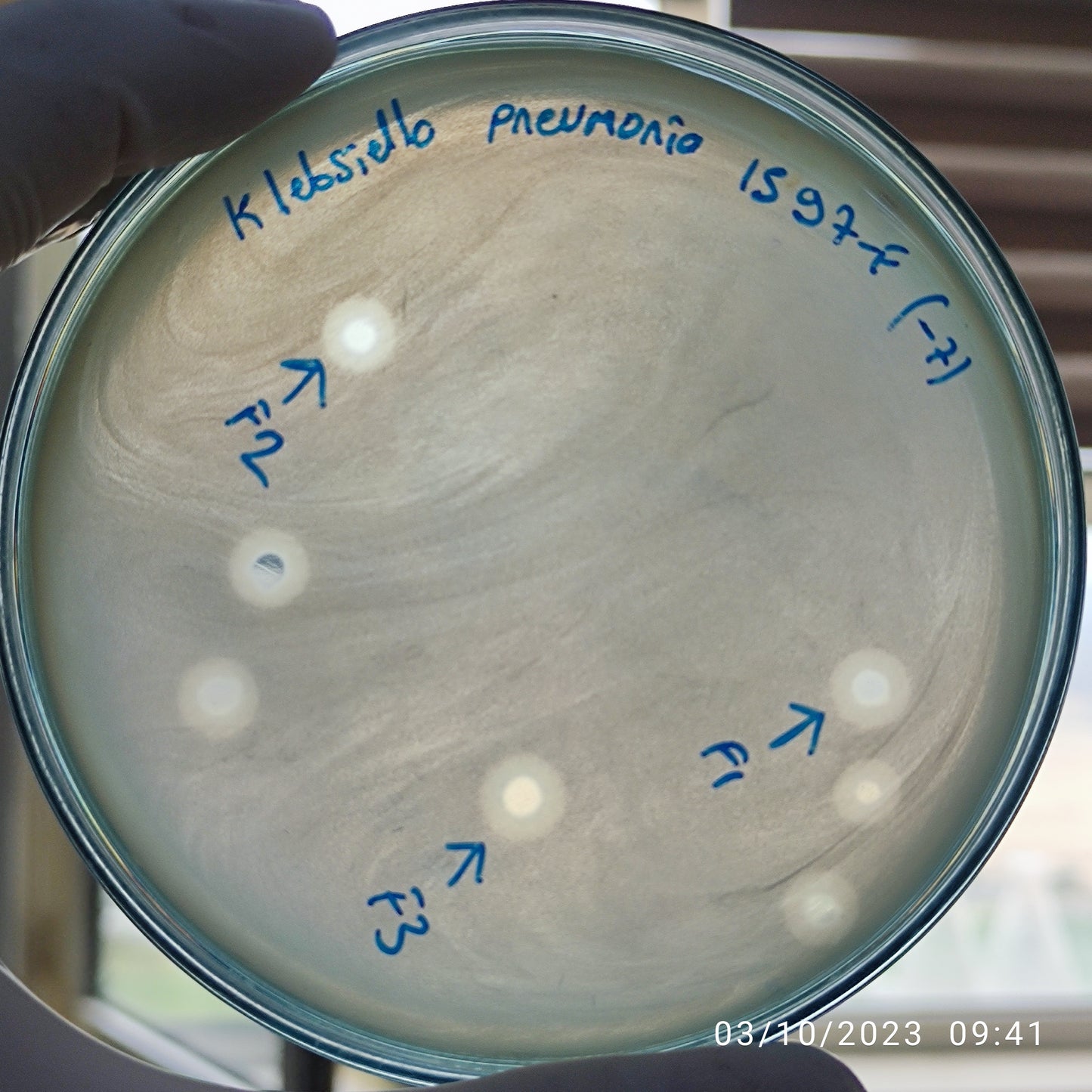 Klebsiella pneumoniae bacteriophage 181597F