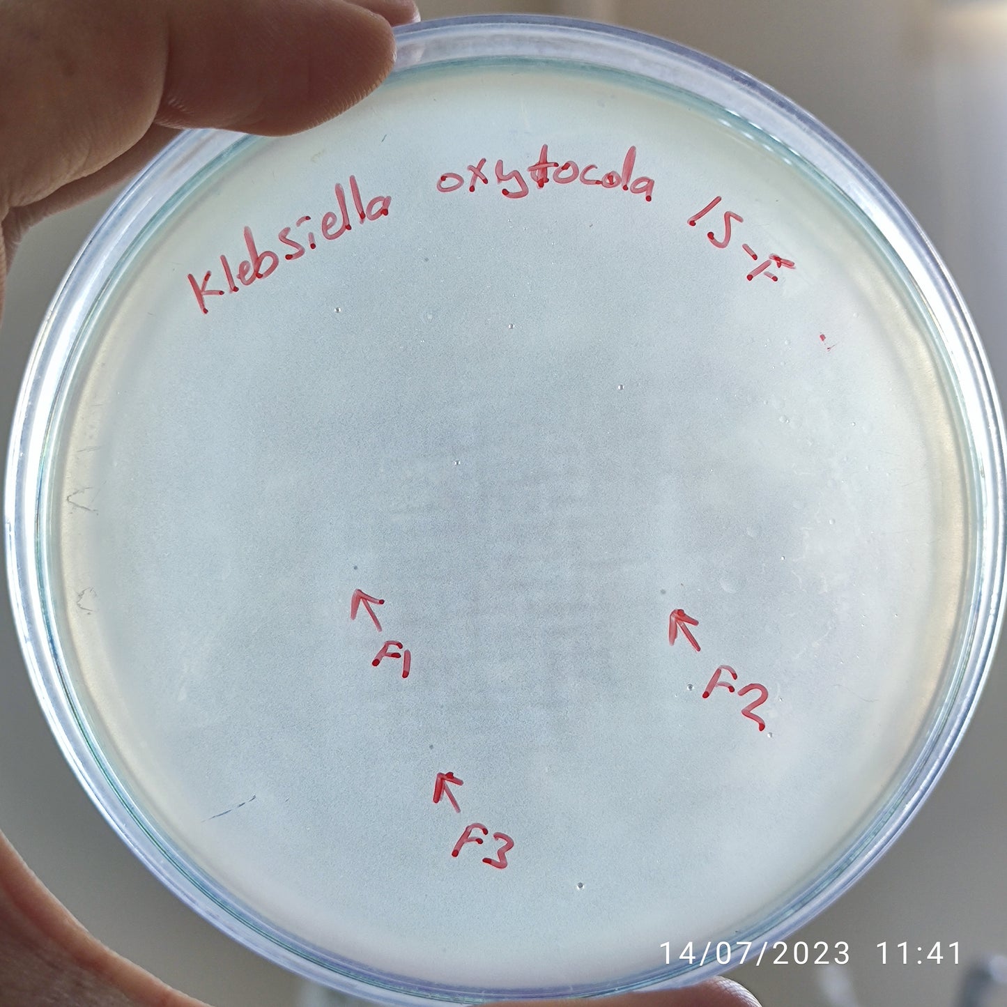 Klebsiella oxytoca bacteriophage 188015F