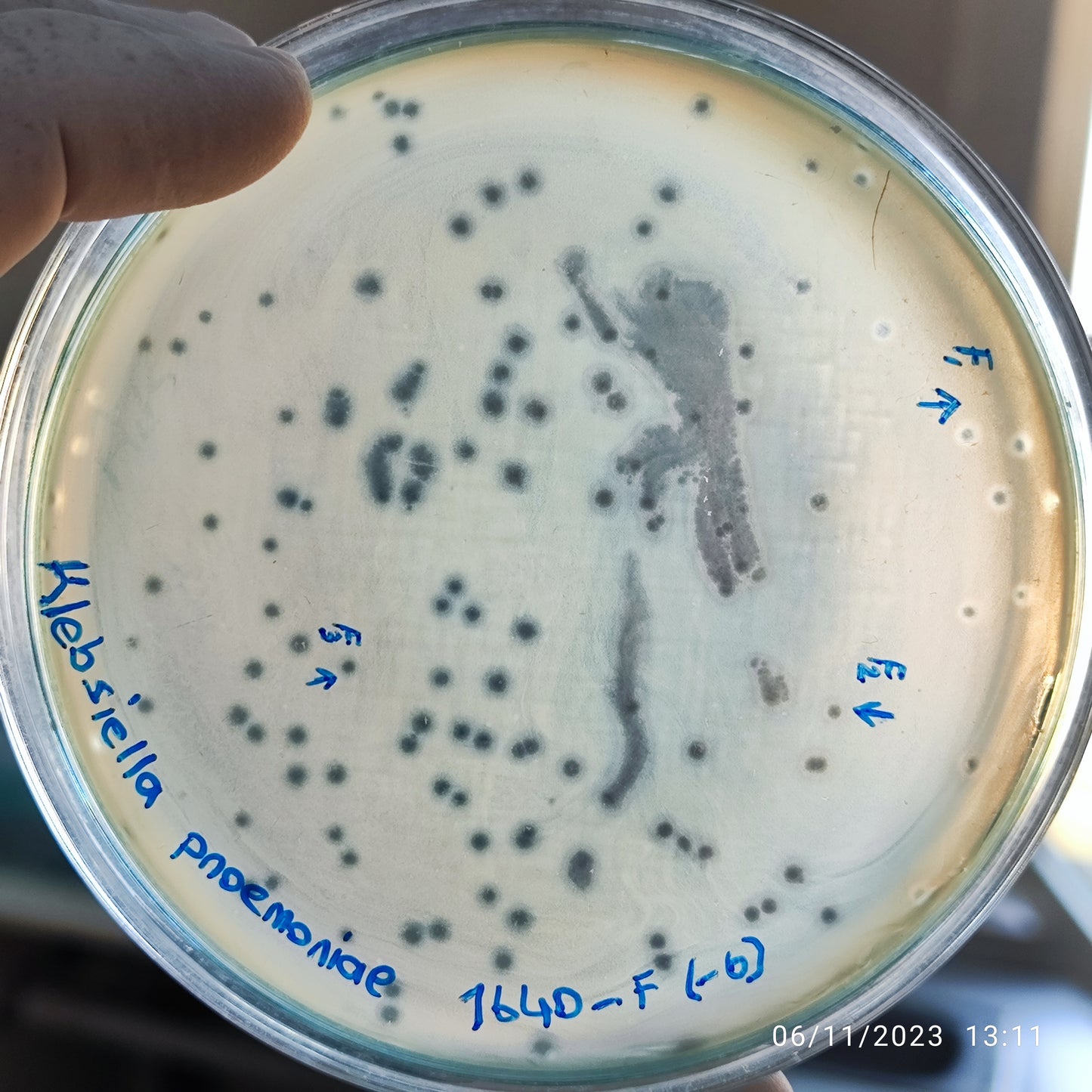 Klebsiella pneumoniae bacteriophage 181640F