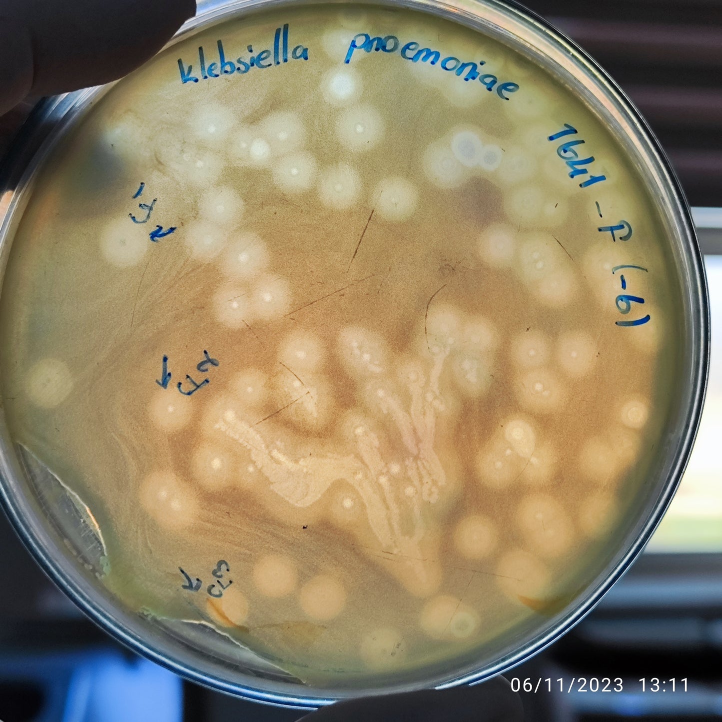 Klebsiella pneumoniae bacteriophage 181641F
