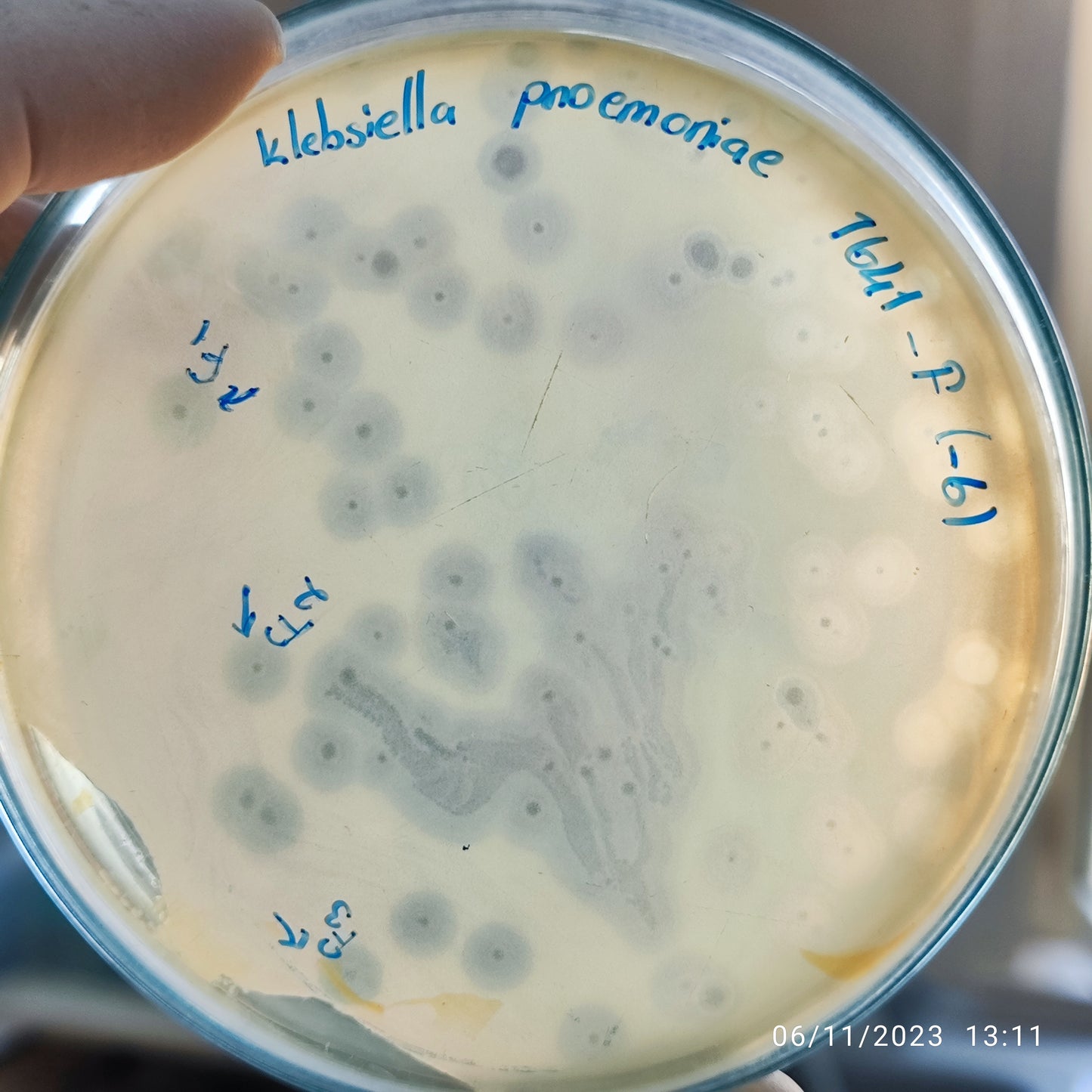Klebsiella pneumoniae bacteriophage 181641F
