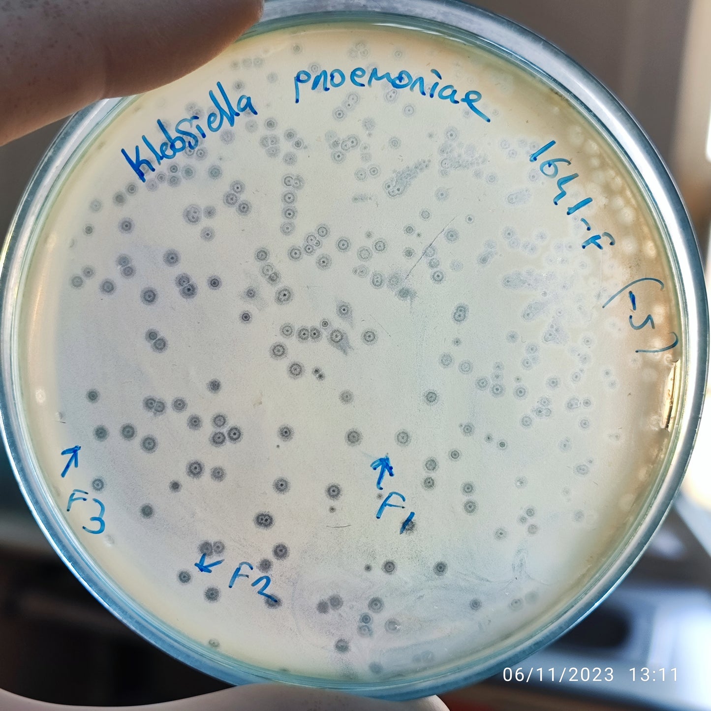 Klebsiella pneumoniae bacteriophage 181641F
