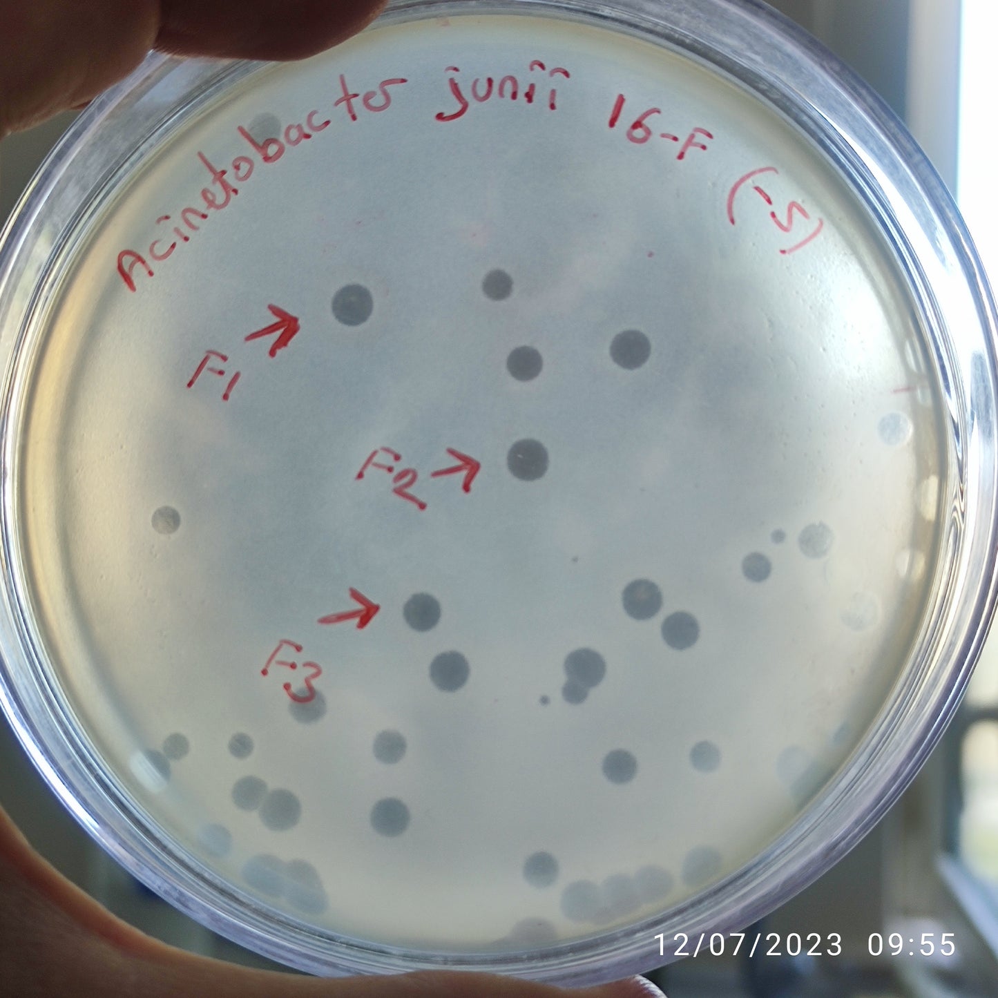 Acinetobacter junii bacteriophage 128016F