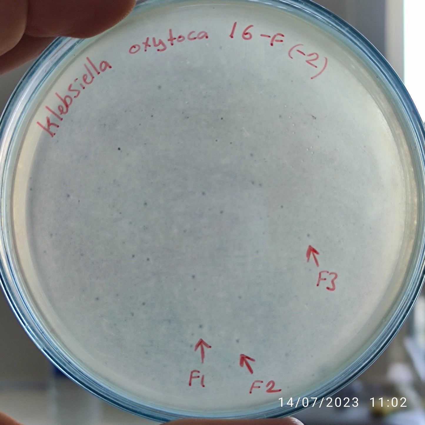 Klebsiella oxytoca bacteriophage 188016F