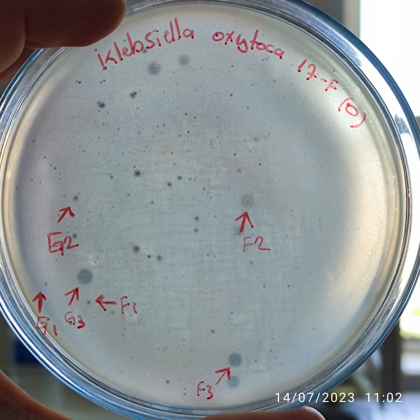 Klebsiella oxytoca bacteriophage 188017G