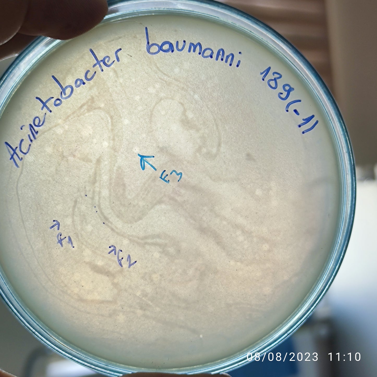 Acinetobacter baumannii bacteriophage 120189F
