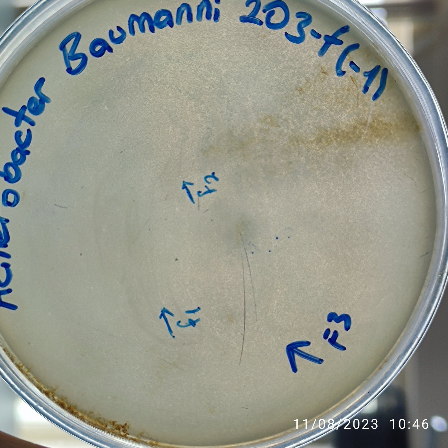 Acinetobacter baumannii bacteriophage 120203F