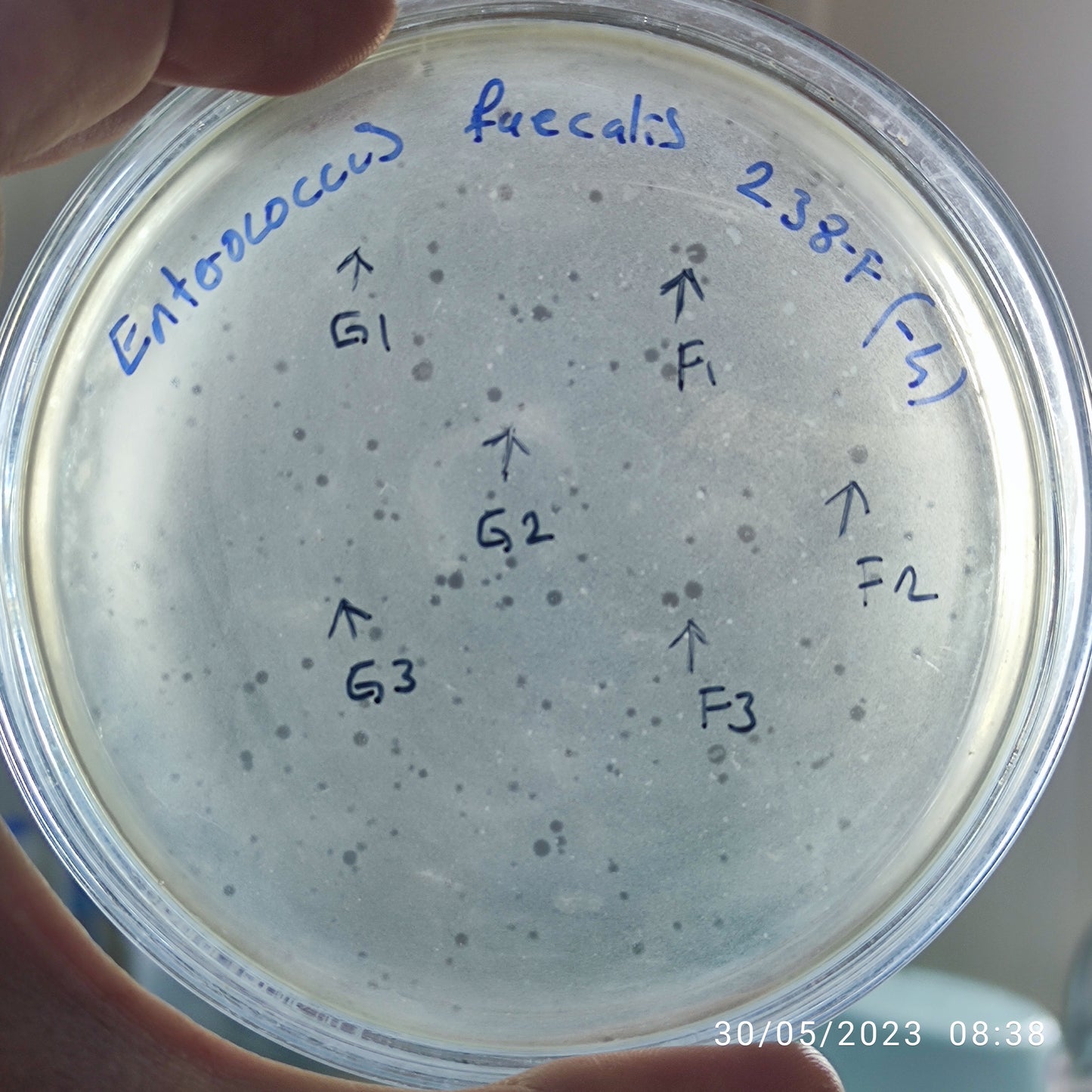 Enterococcus faecalis bacteriophage 110238G