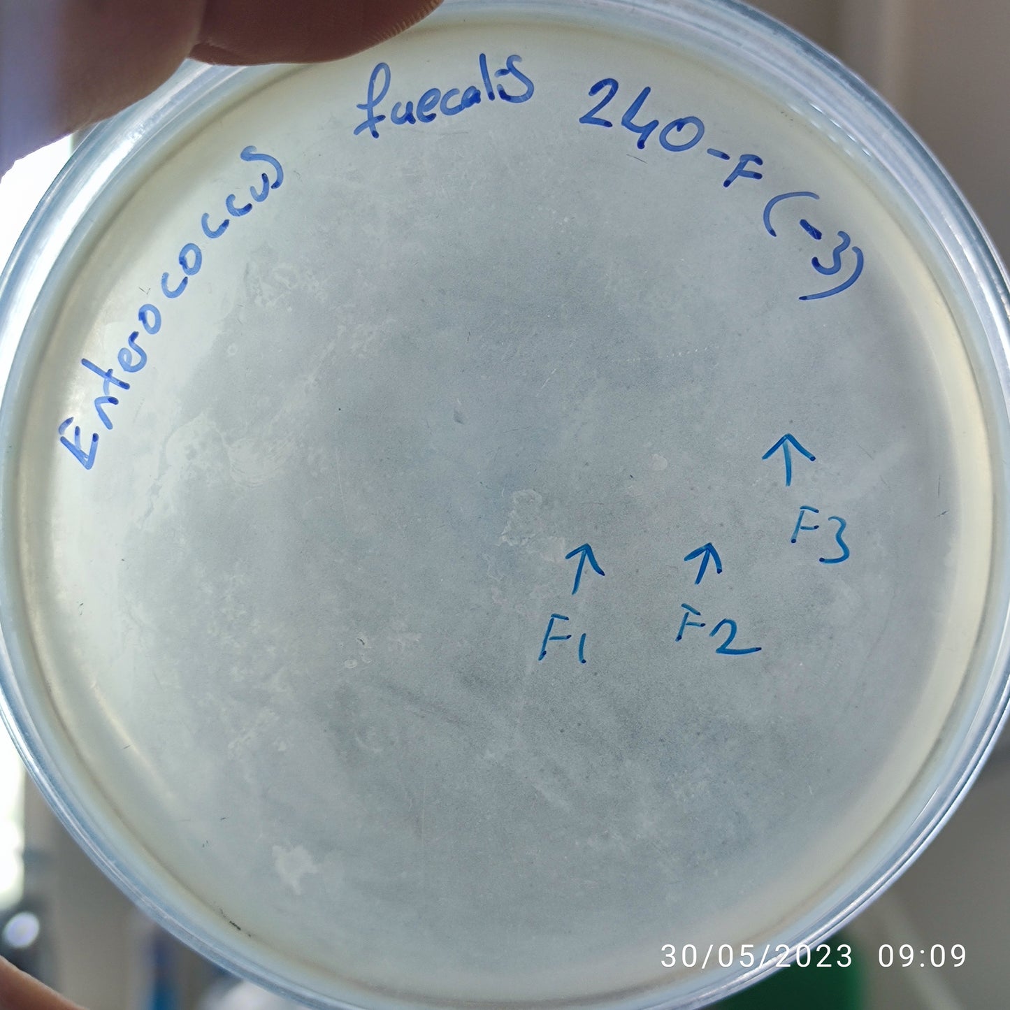 Enterococcus faecalis bacteriophage 110240F