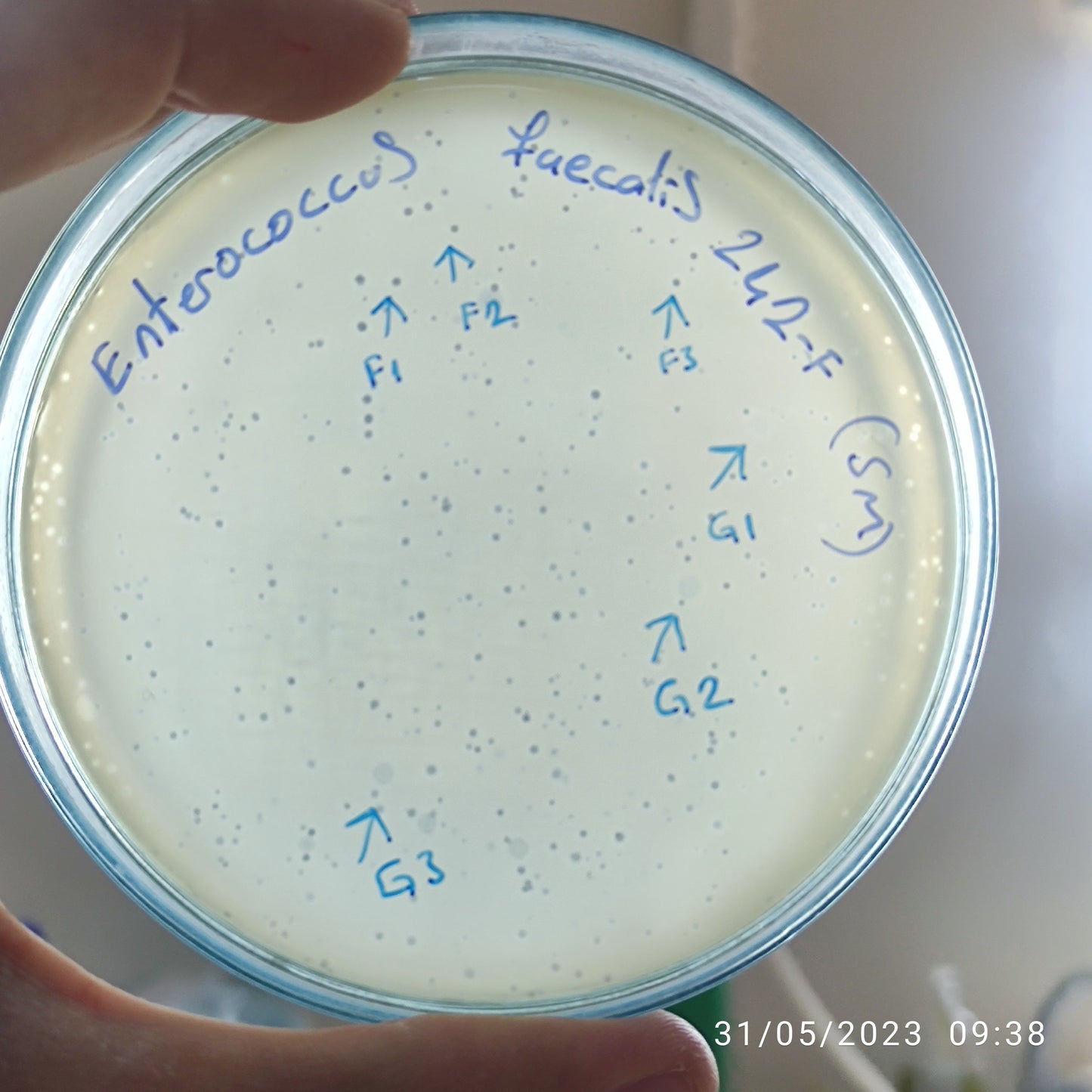 Enterococcus faecalis bacteriophage 110242F